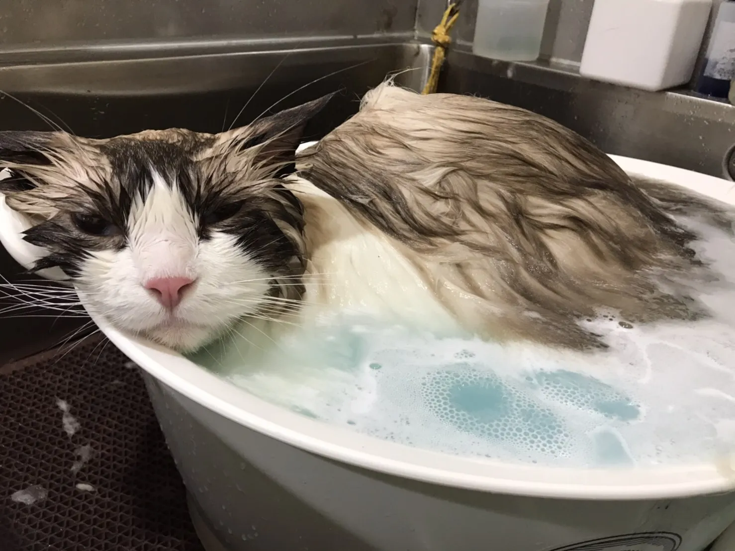 布居寵物生活別館