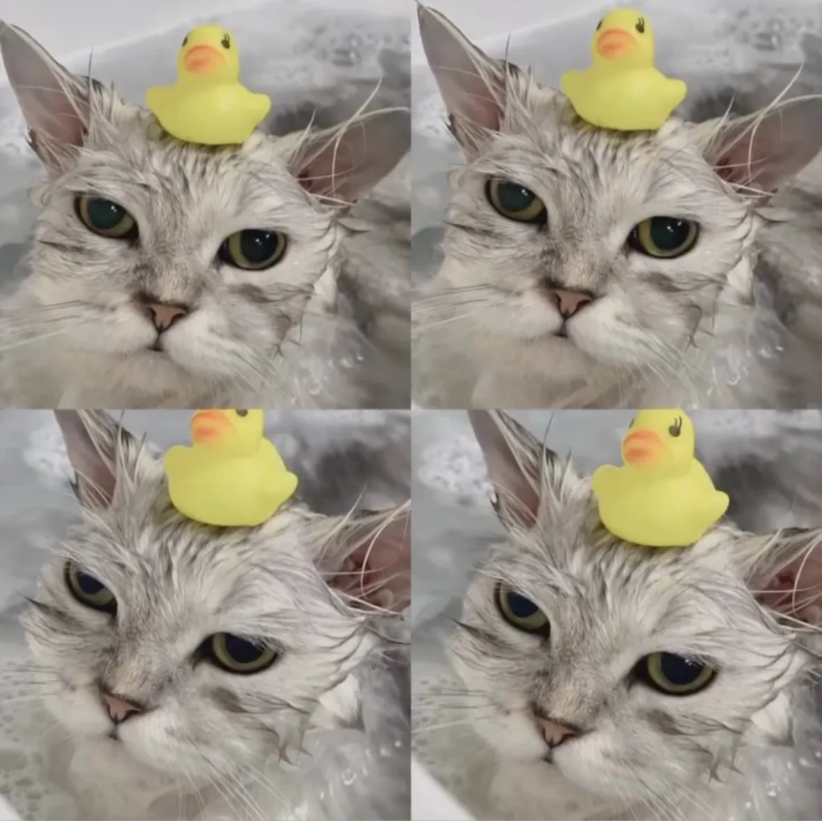 布居寵物生活別館