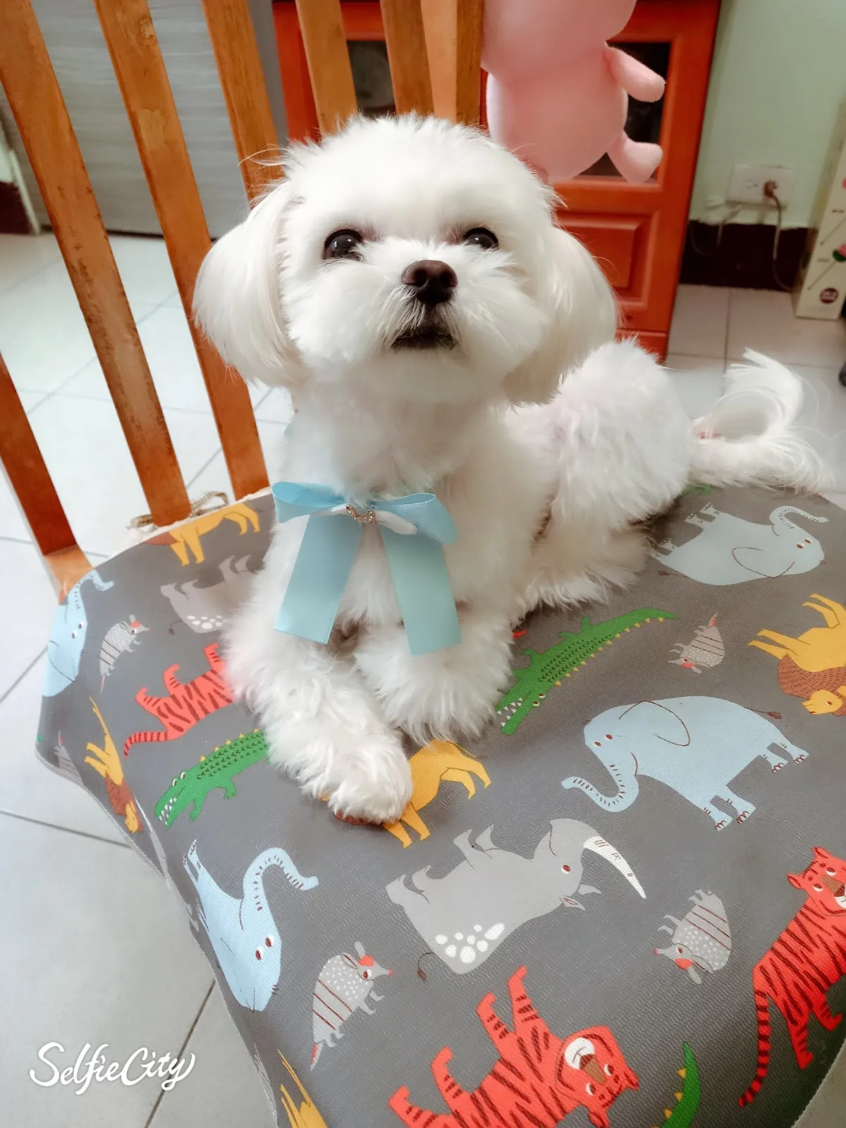 布居寵物生活別館