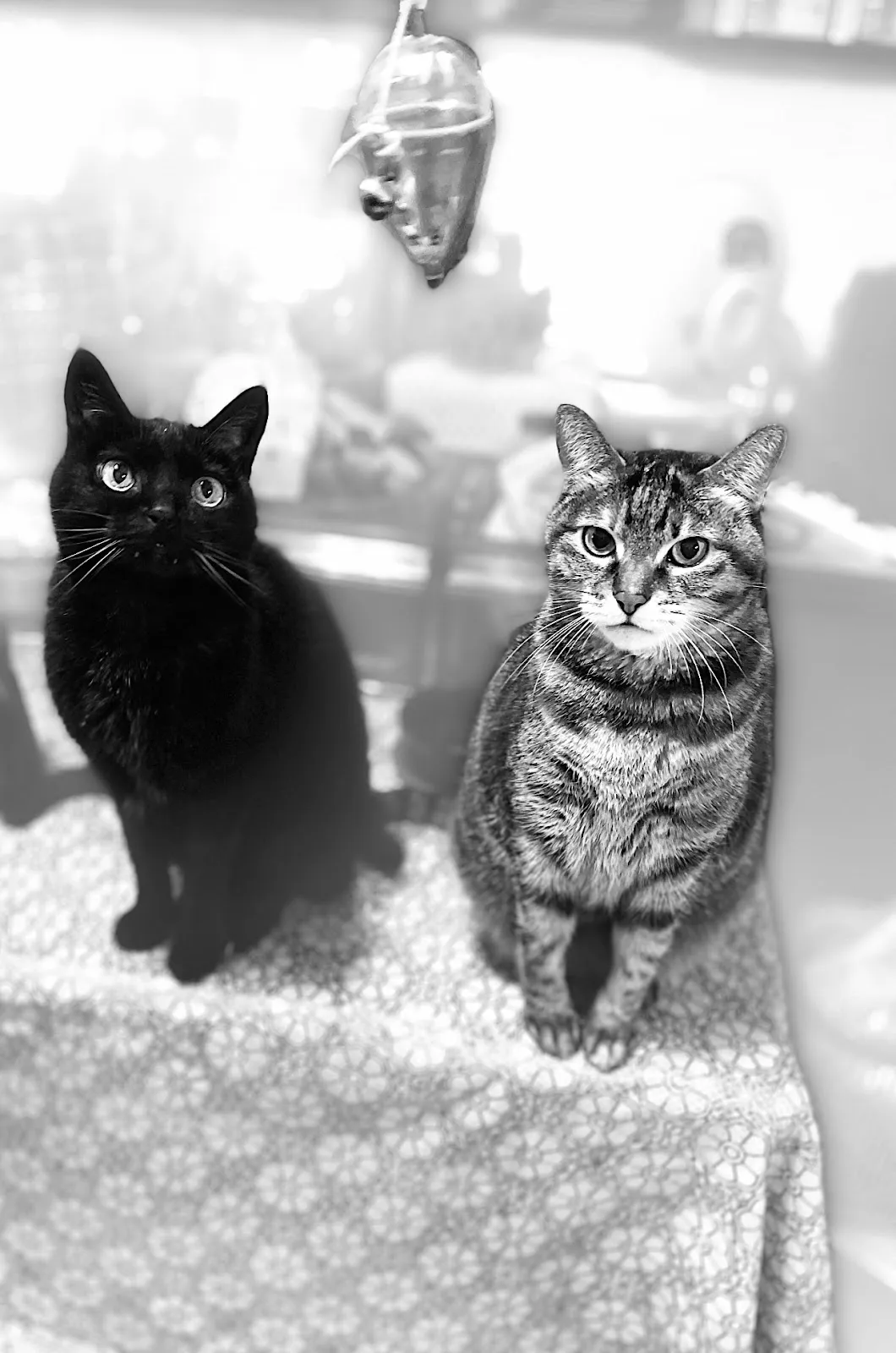 布居寵物生活別館