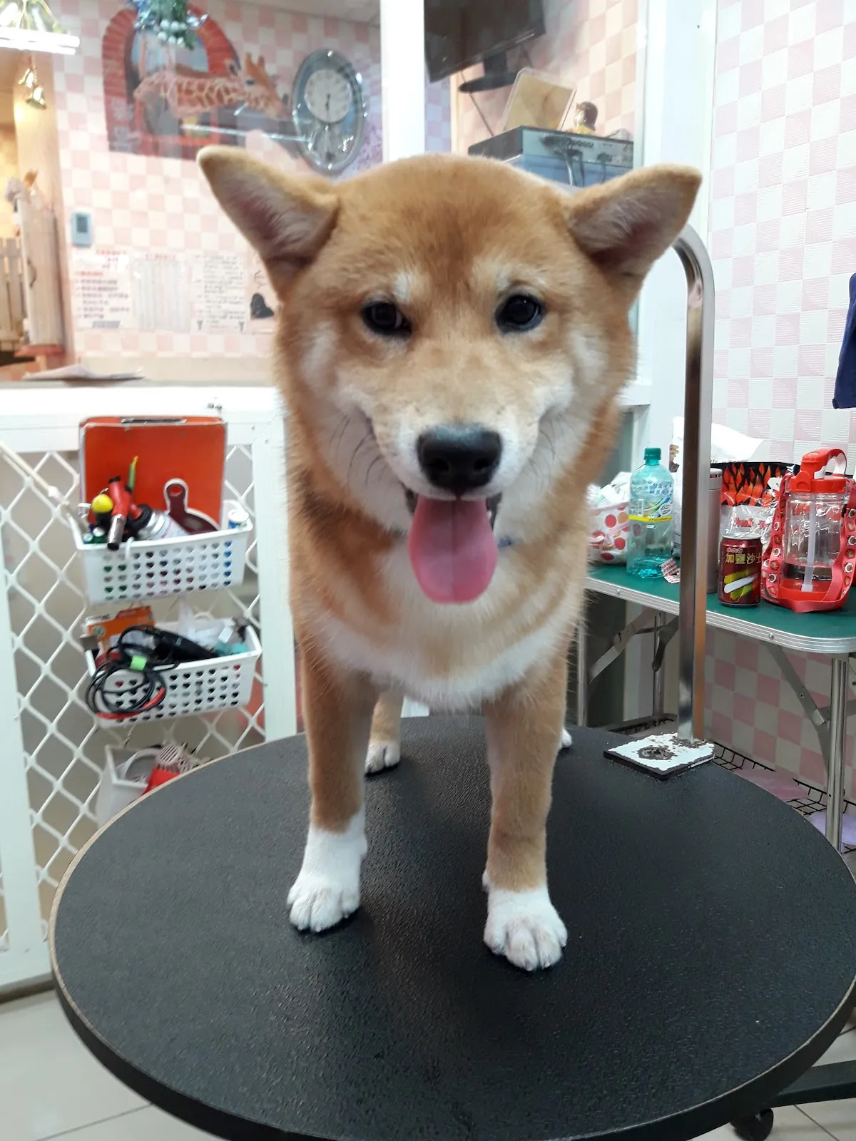 狗崽子寵物沙龍