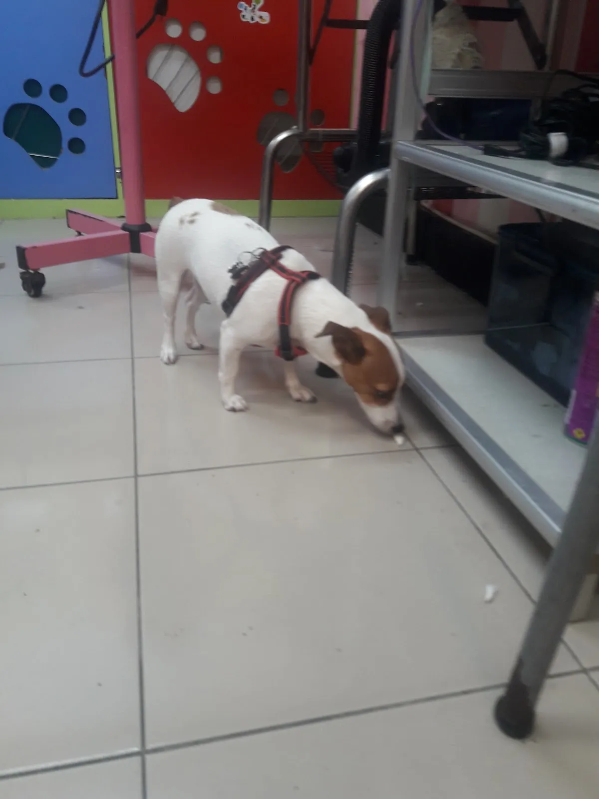 狗崽子寵物沙龍