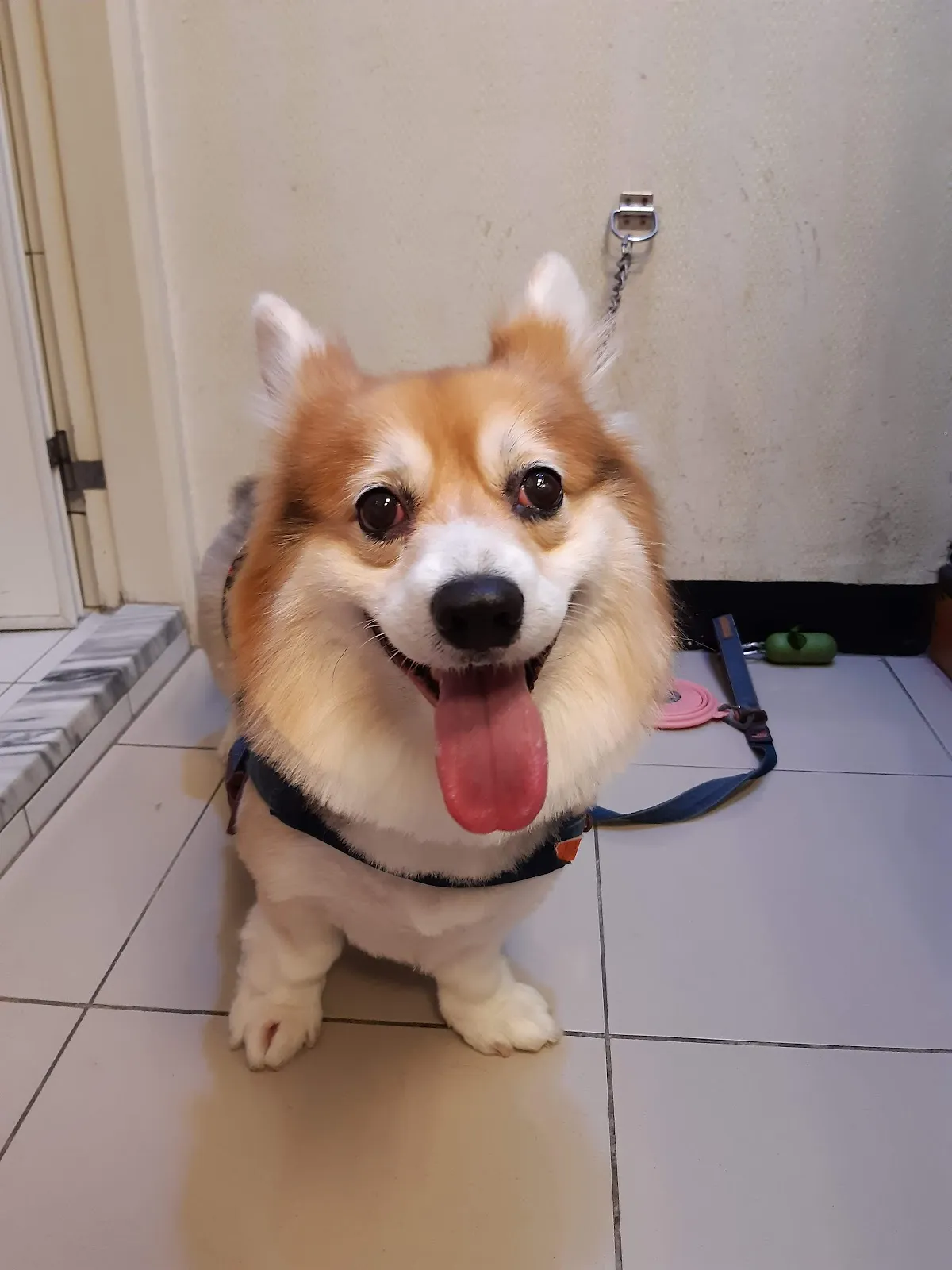 狗崽子寵物沙龍