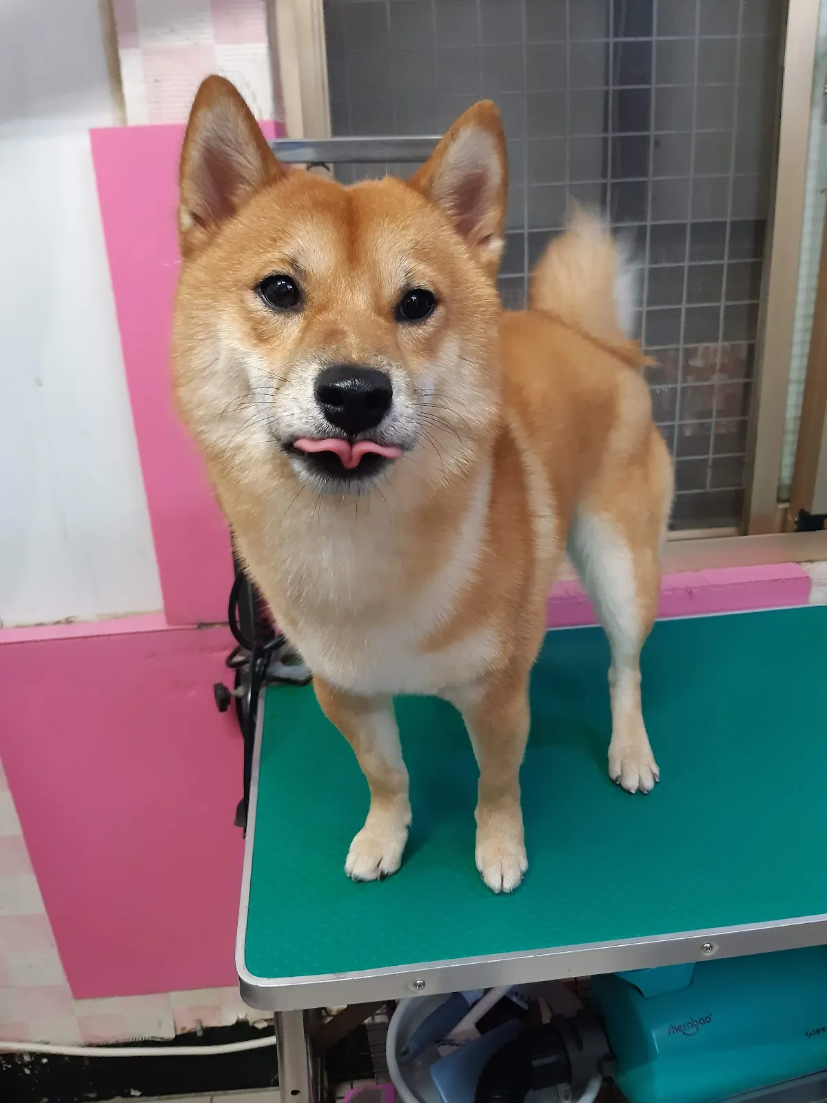 狗崽子寵物沙龍