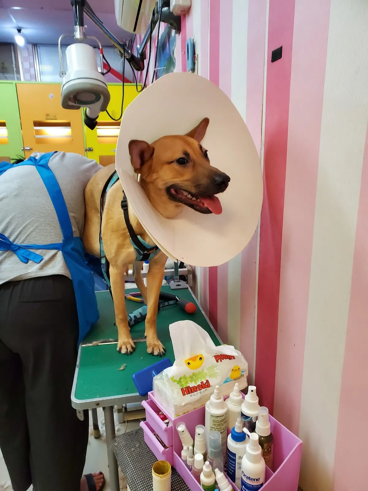 狗崽子寵物沙龍