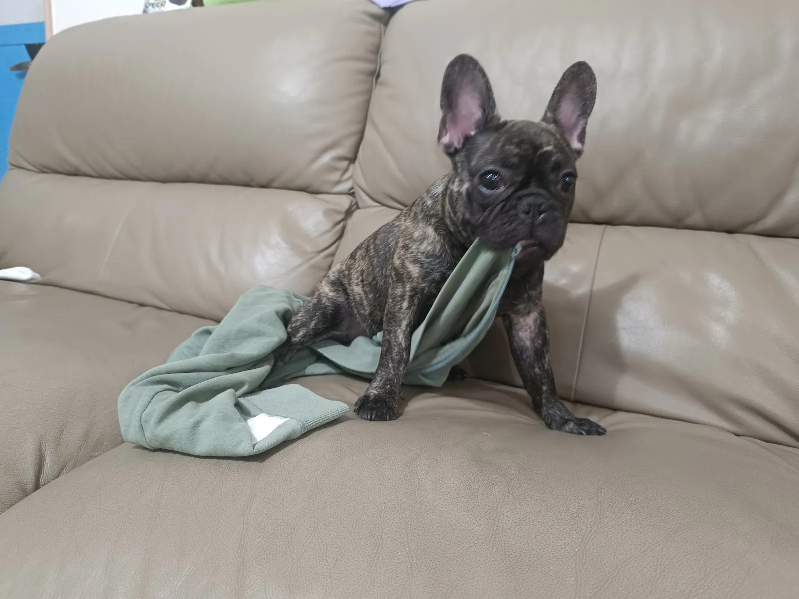 禧芝嘉犬舍(犬)