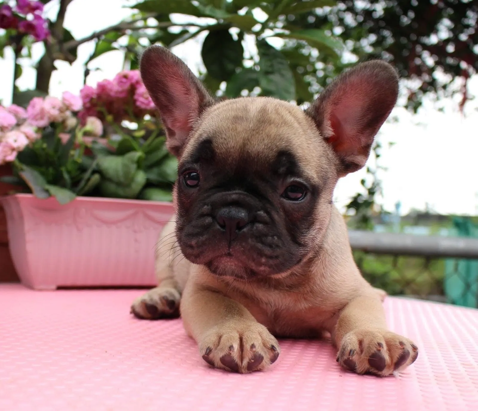 禧芝嘉犬舍(犬)