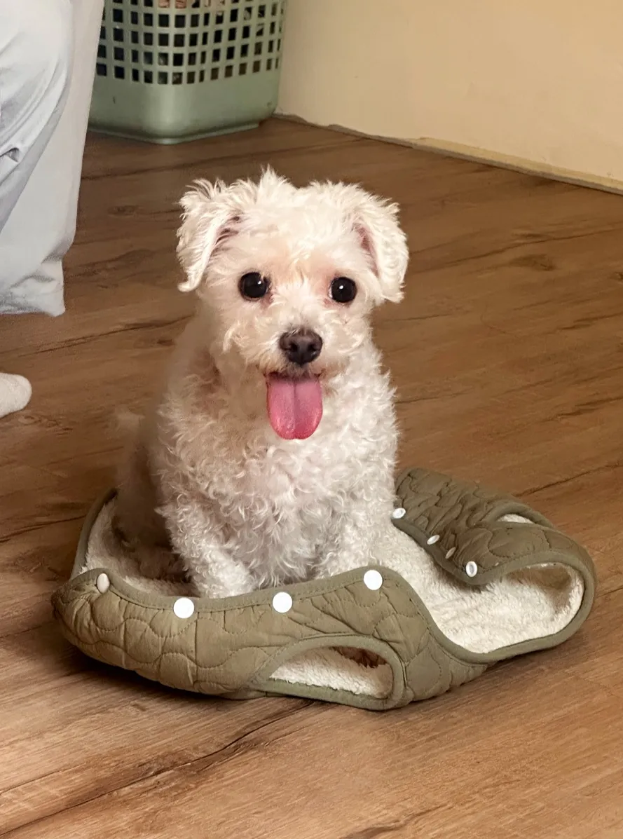 熊熊家寵物美容