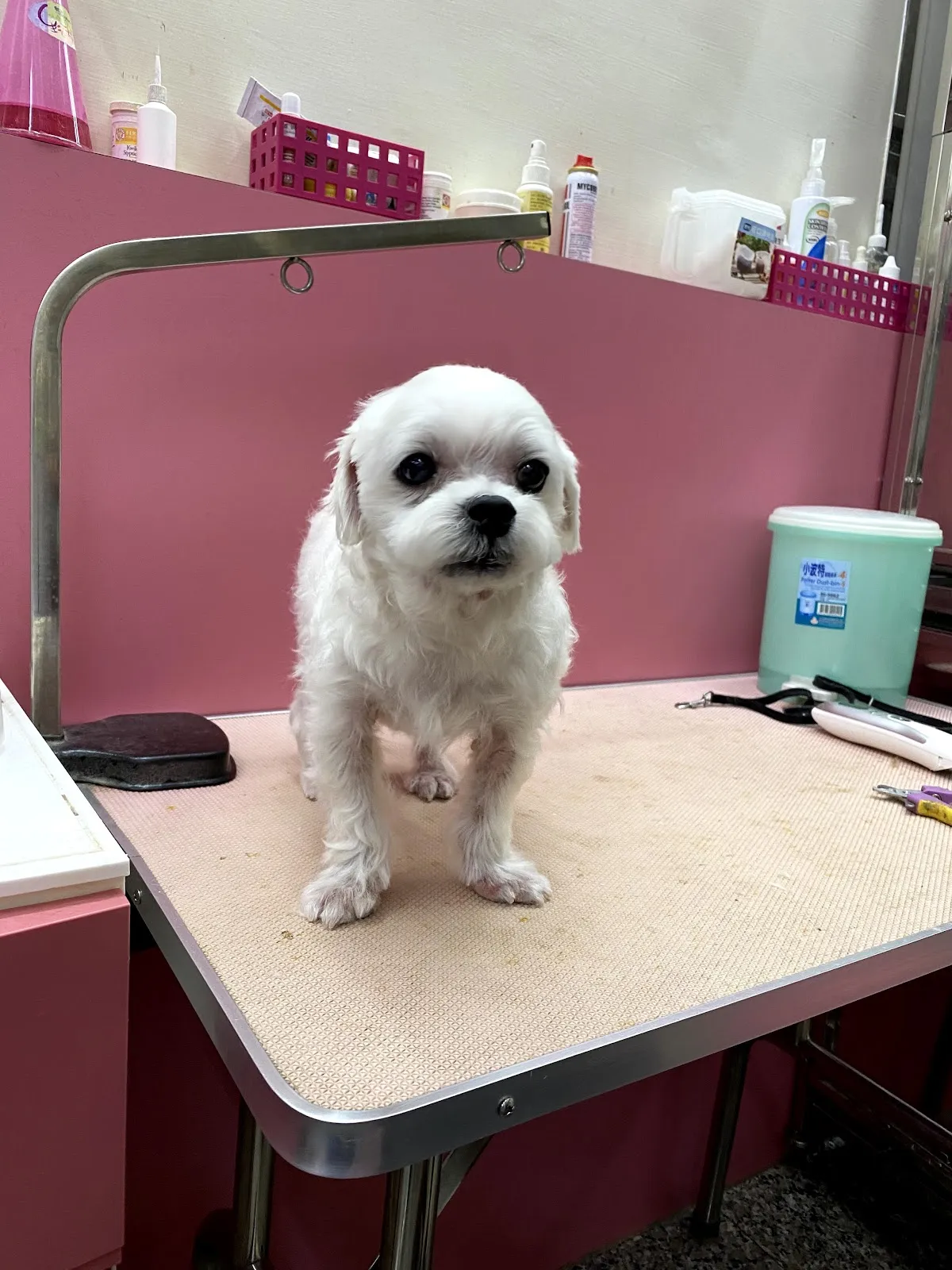 優蜜兒專業寵物美容