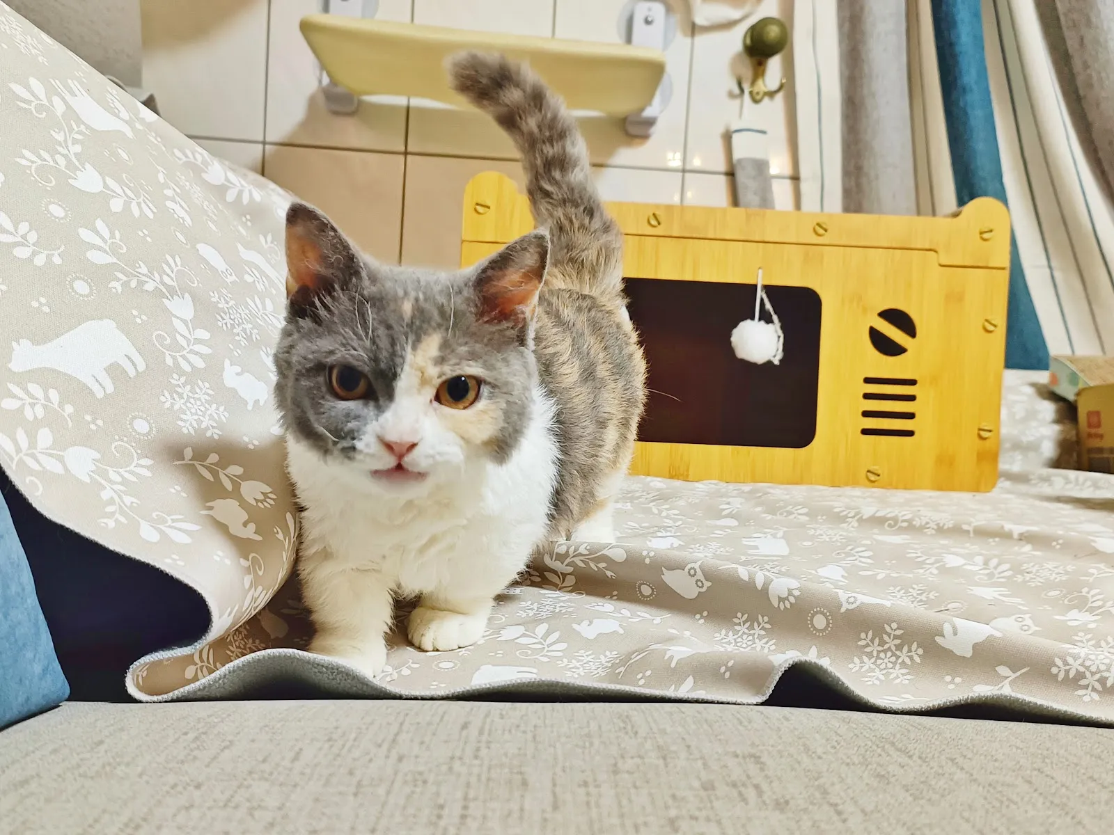 貓語之都寵物坊