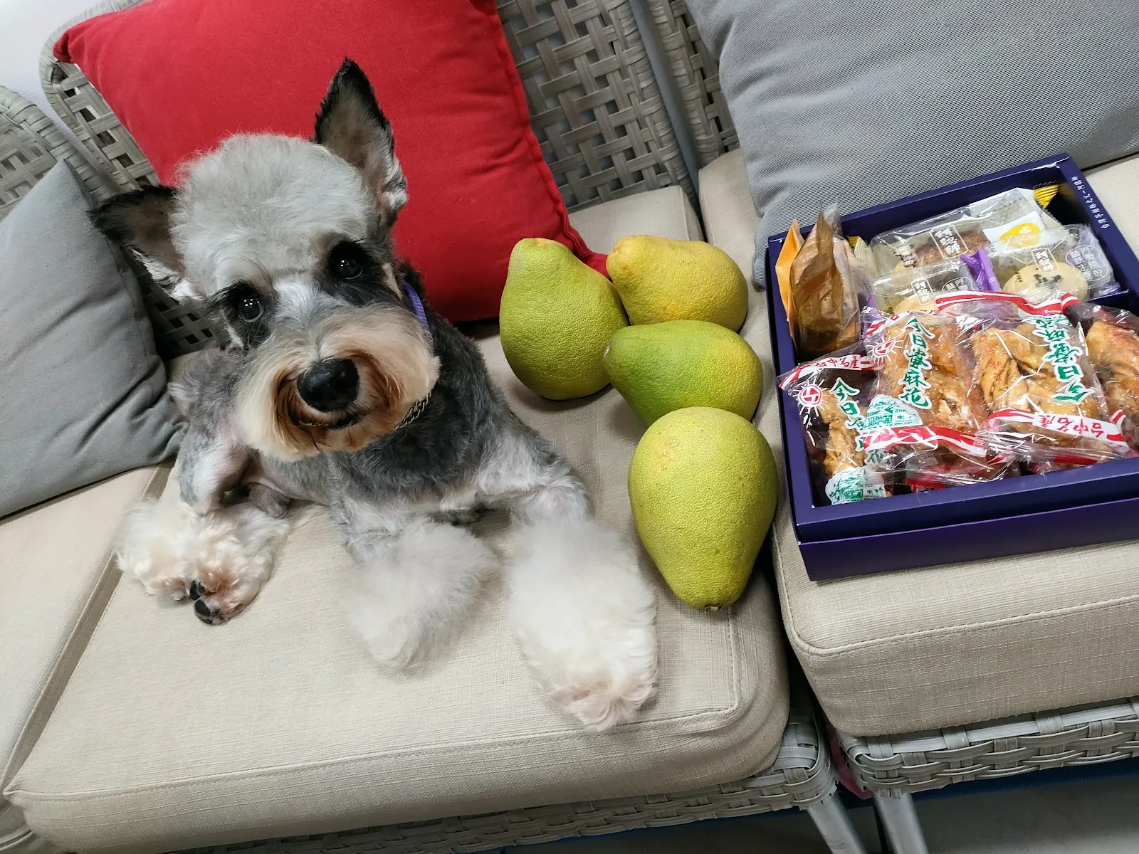 洣倪寵物生活館