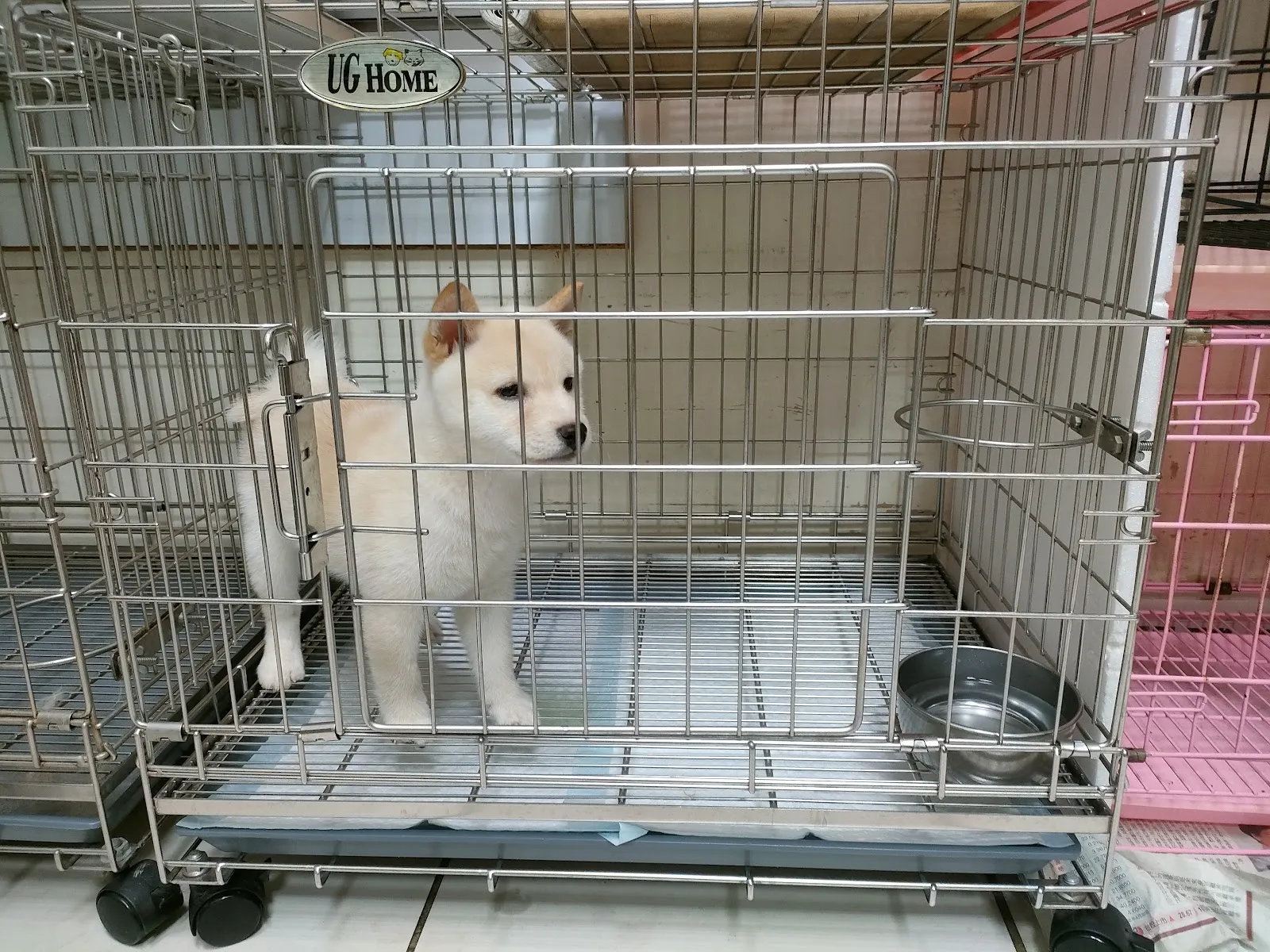 洣倪寵物生活館