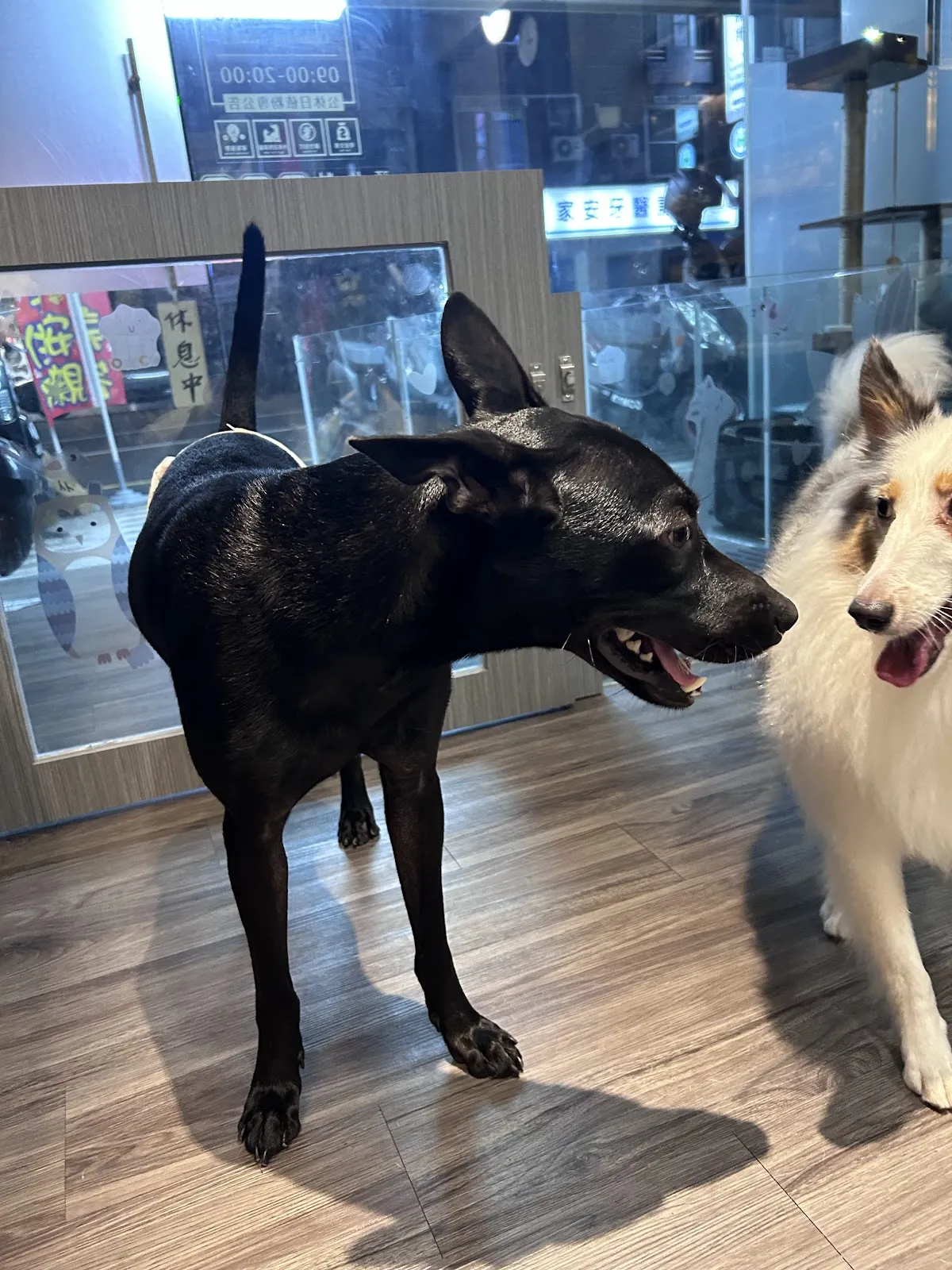 理毛寵物美容坊