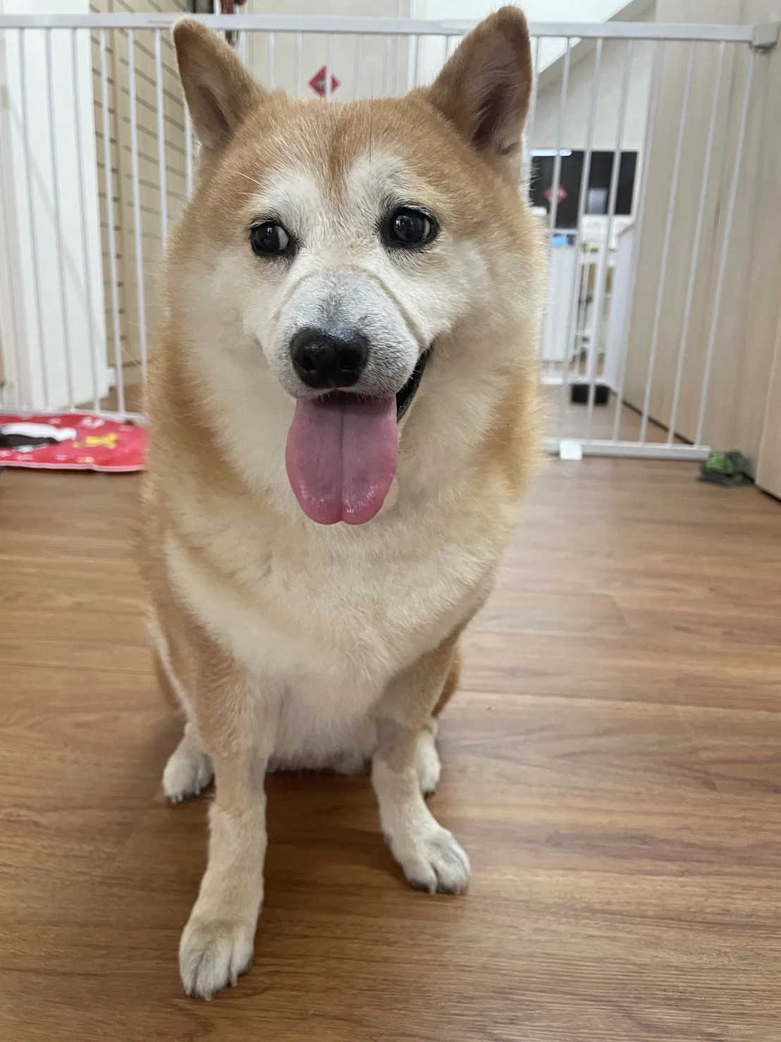 奧迪奧寵物生活旅宿