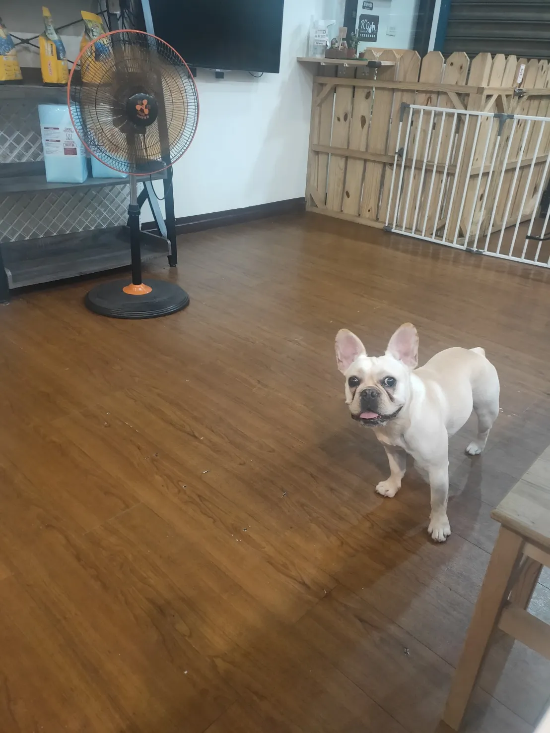 抱抱熊寵物生活館