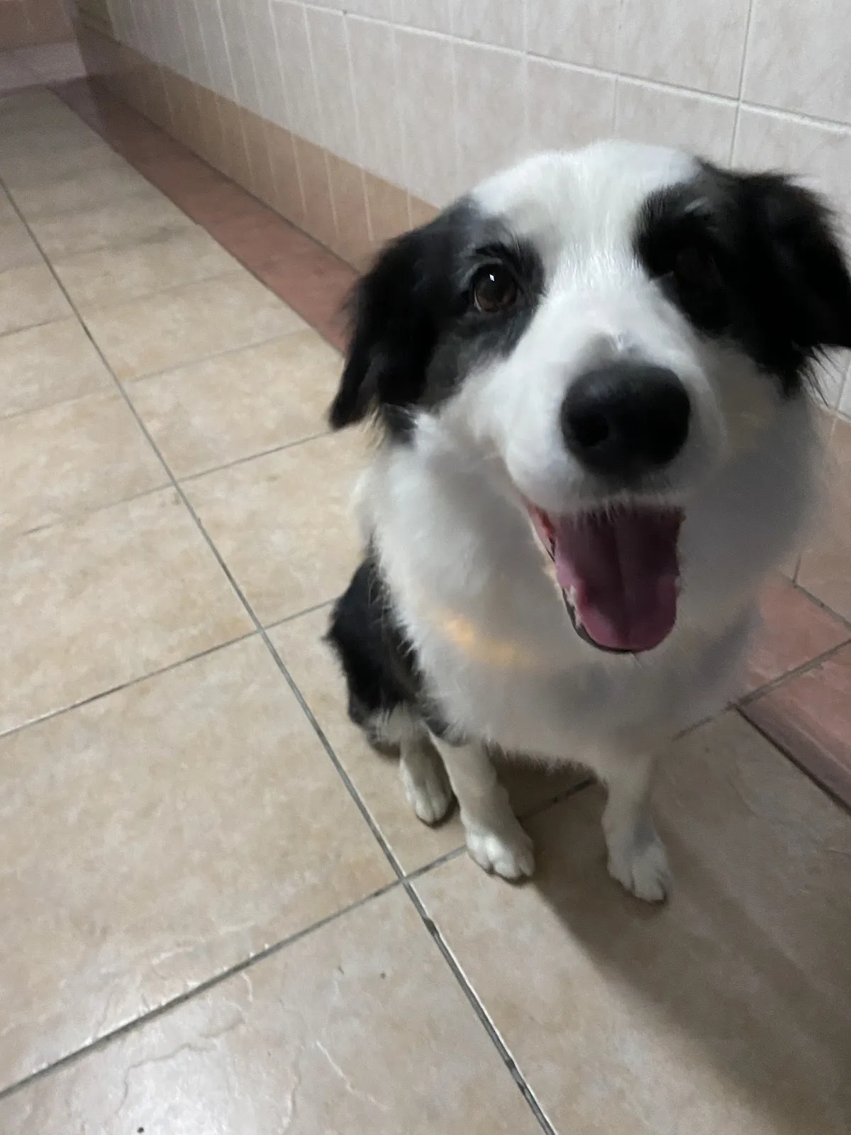 抱抱熊寵物生活館