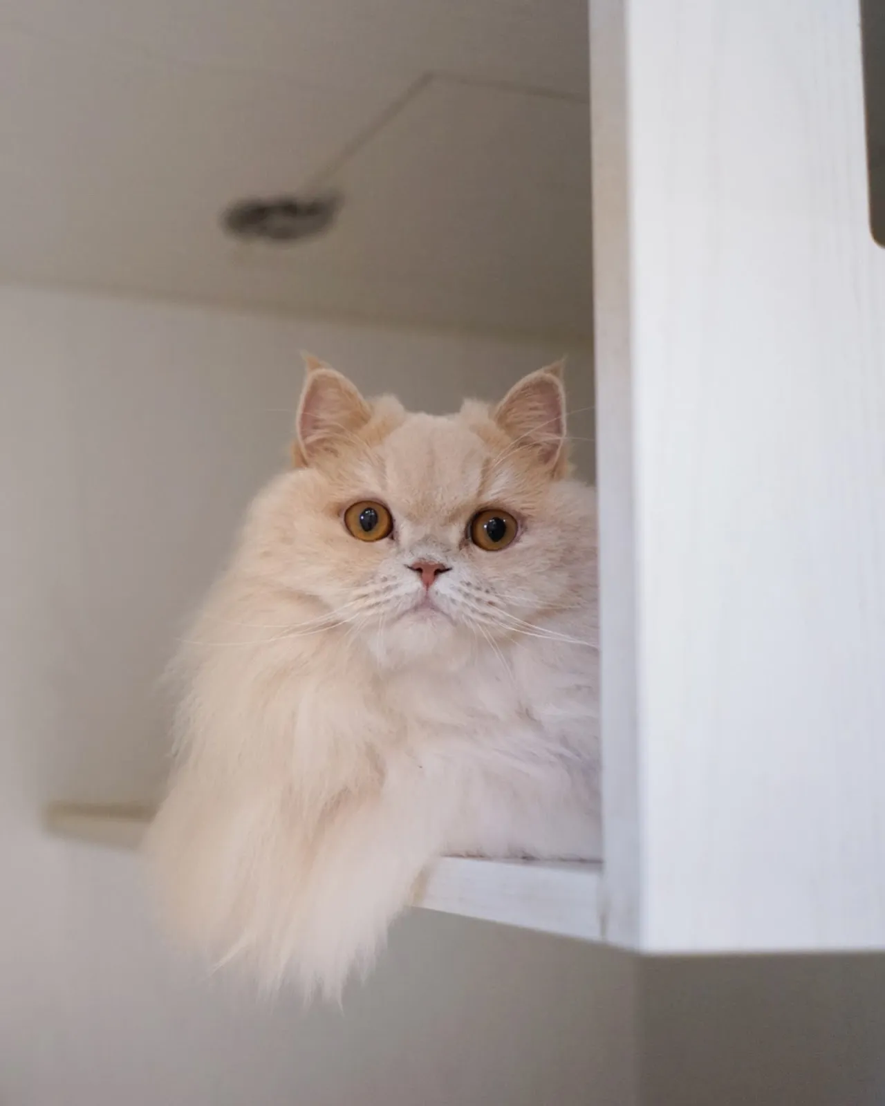 朵啡貓咪幸福屋