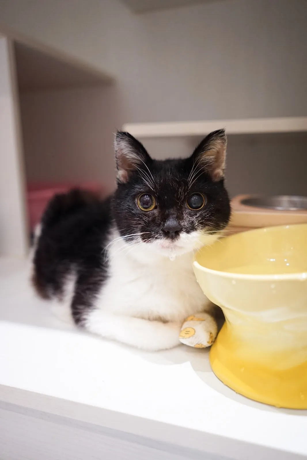 朵啡貓咪幸福屋