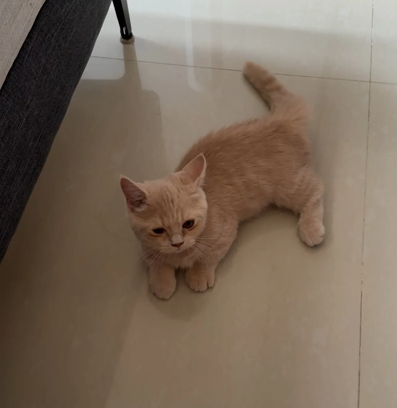 寶飛寵物用品專賣店