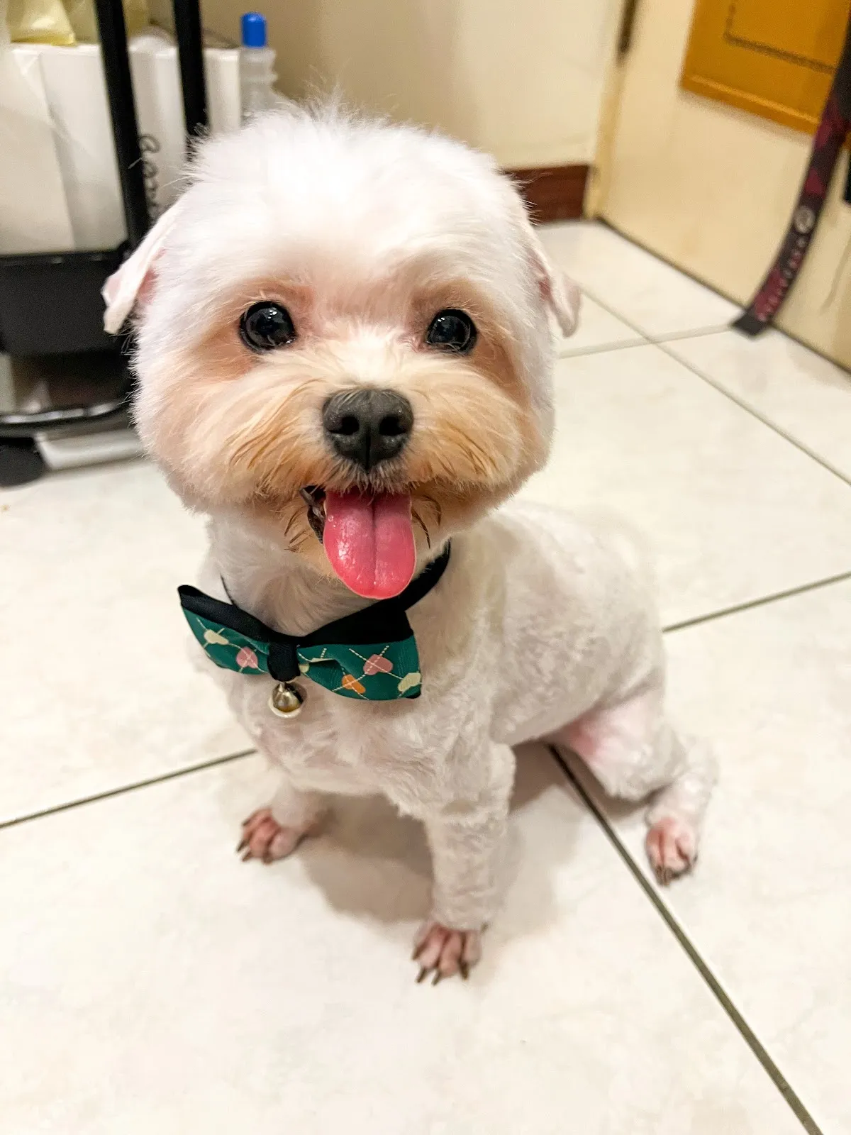 有你寵物美學沙龍