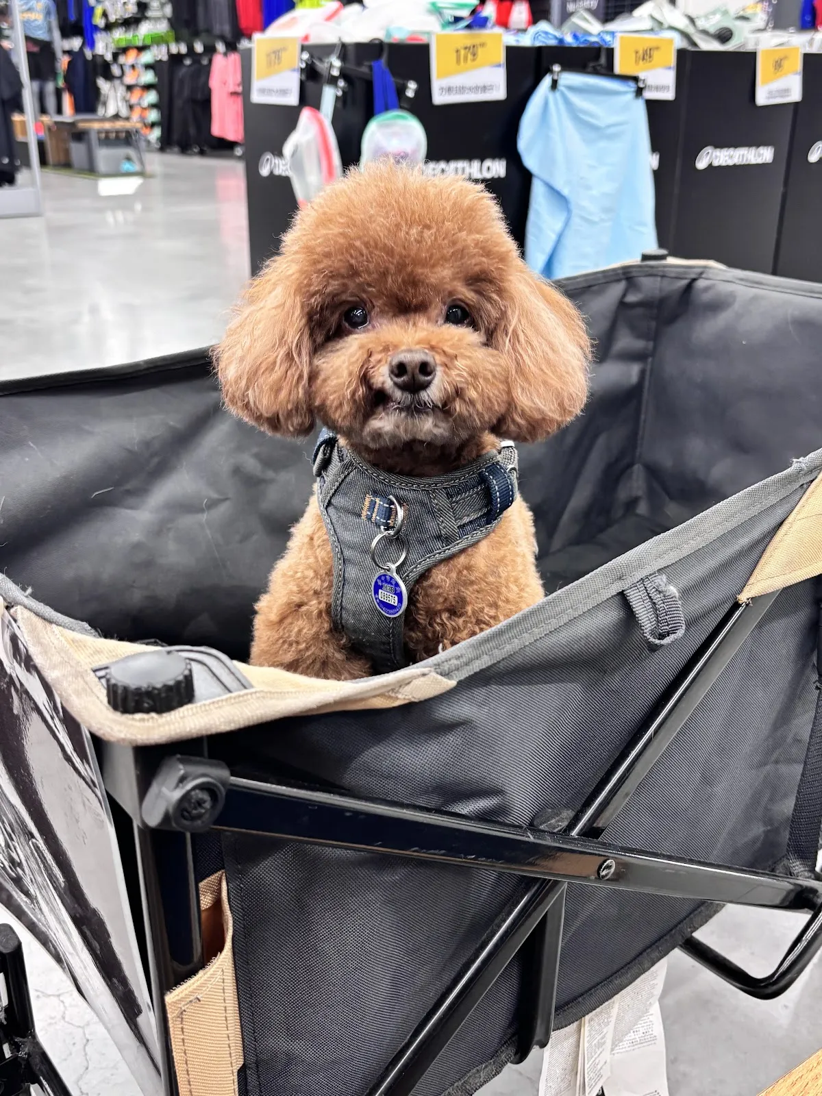 浴旺森林狗貓生活館