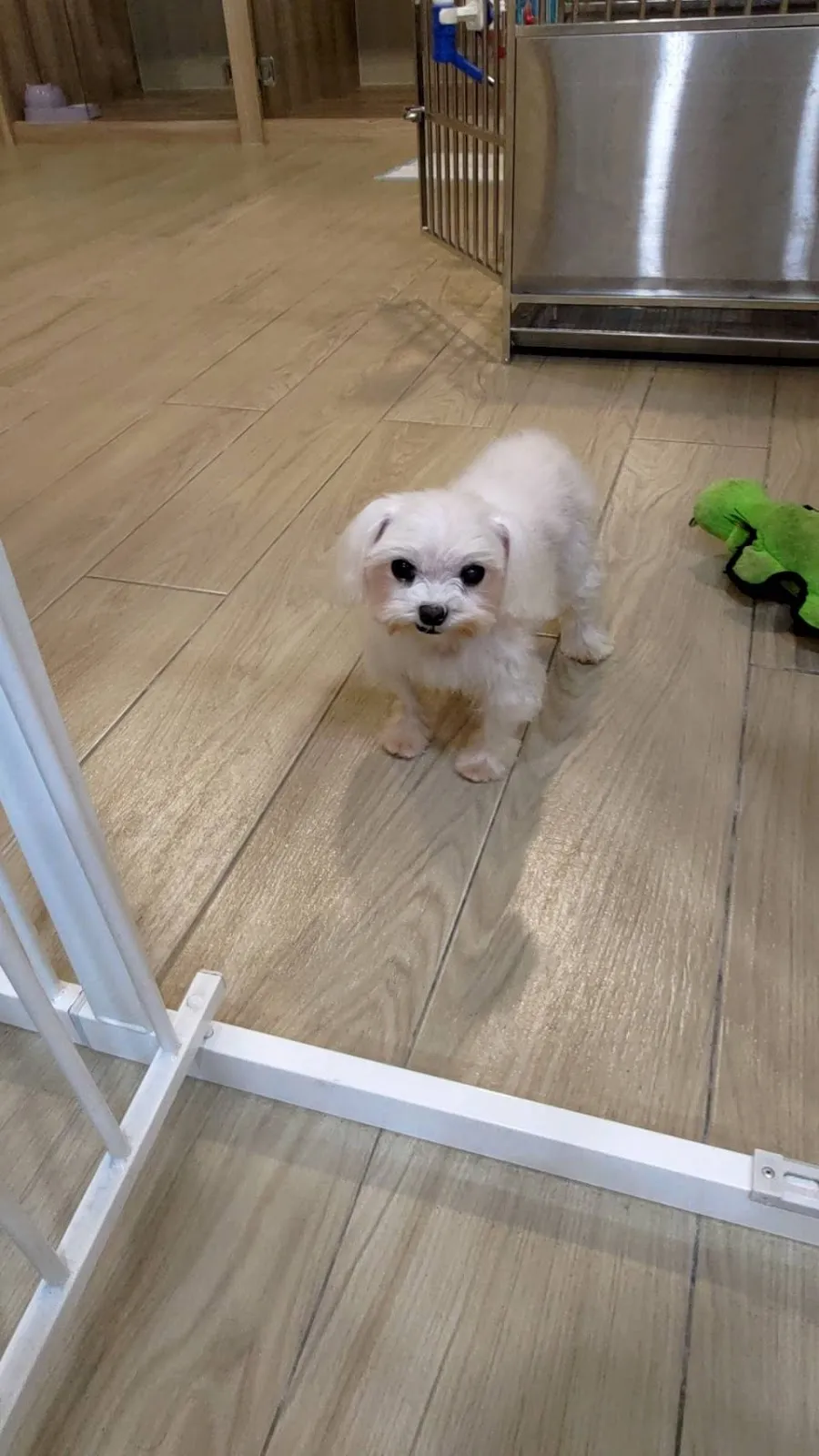 星貝貝寵物旅館