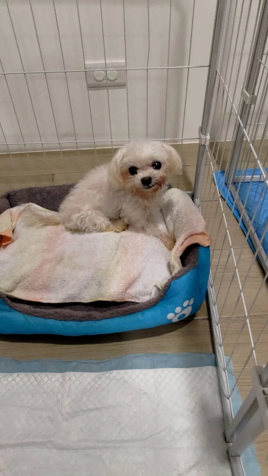 星貝貝寵物旅館