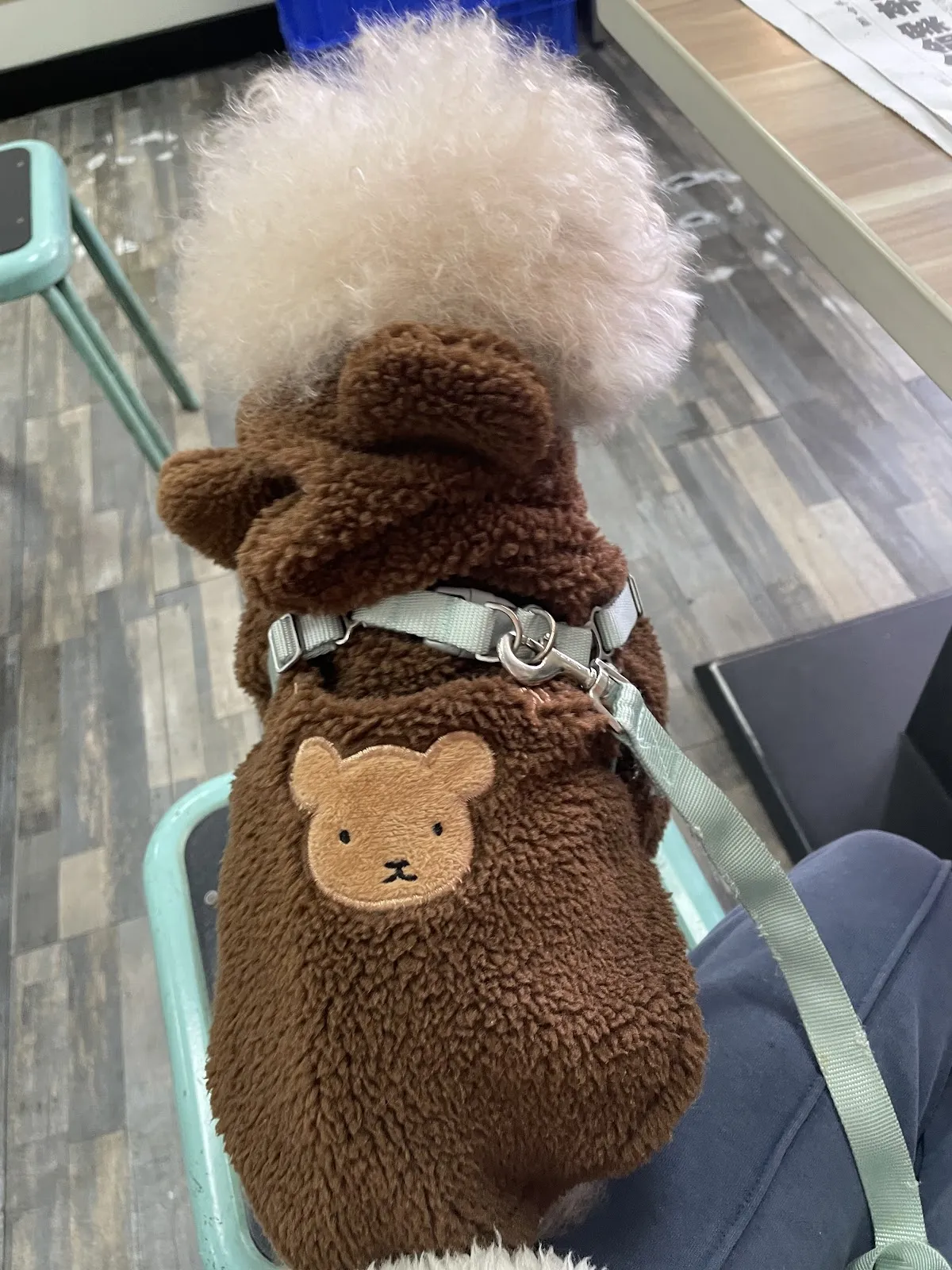 星貝貝寵物旅館