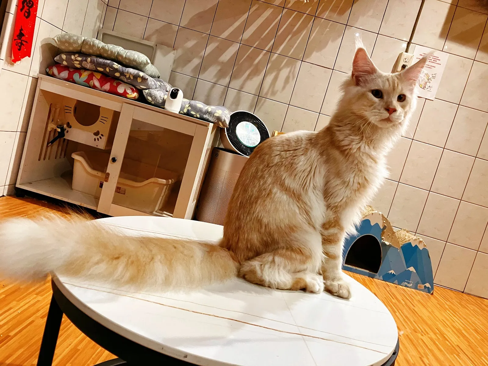 布緬愛上你貓舍