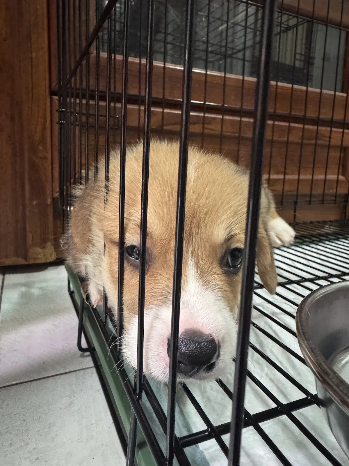 小基基寵物犬舍