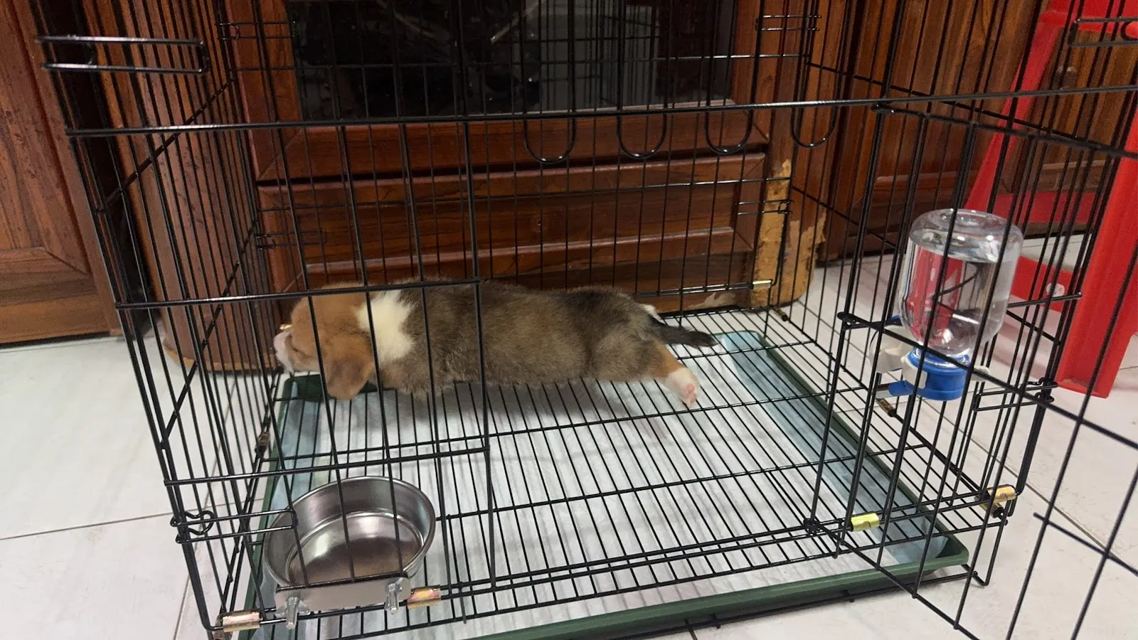 小基基寵物犬舍