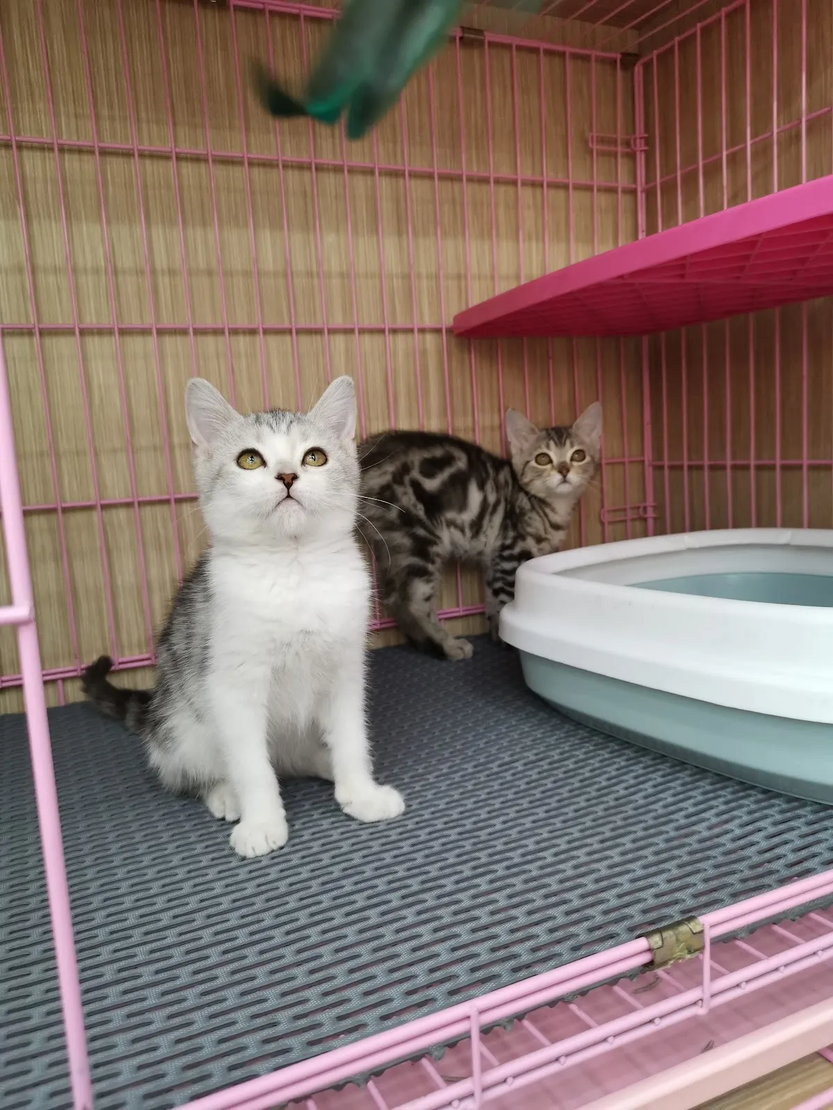 元氣寵物生活館