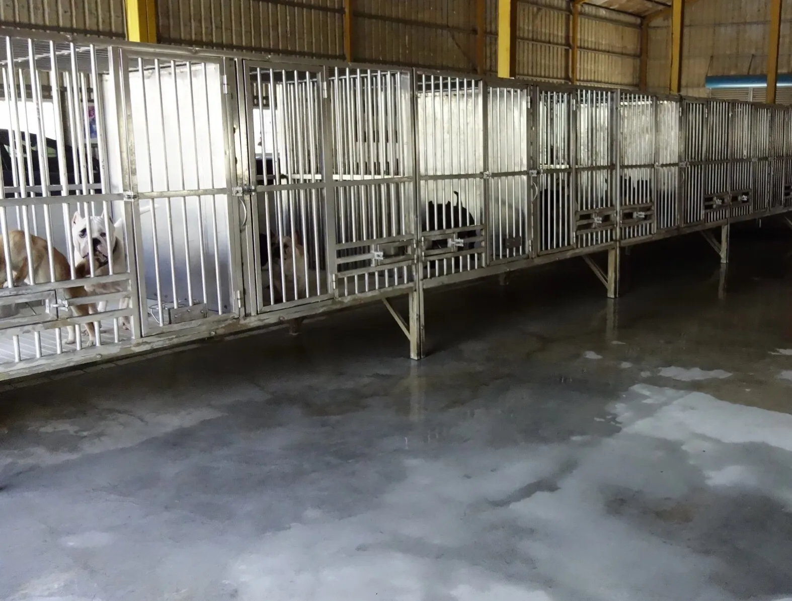 疾瑟司惡霸犬舍