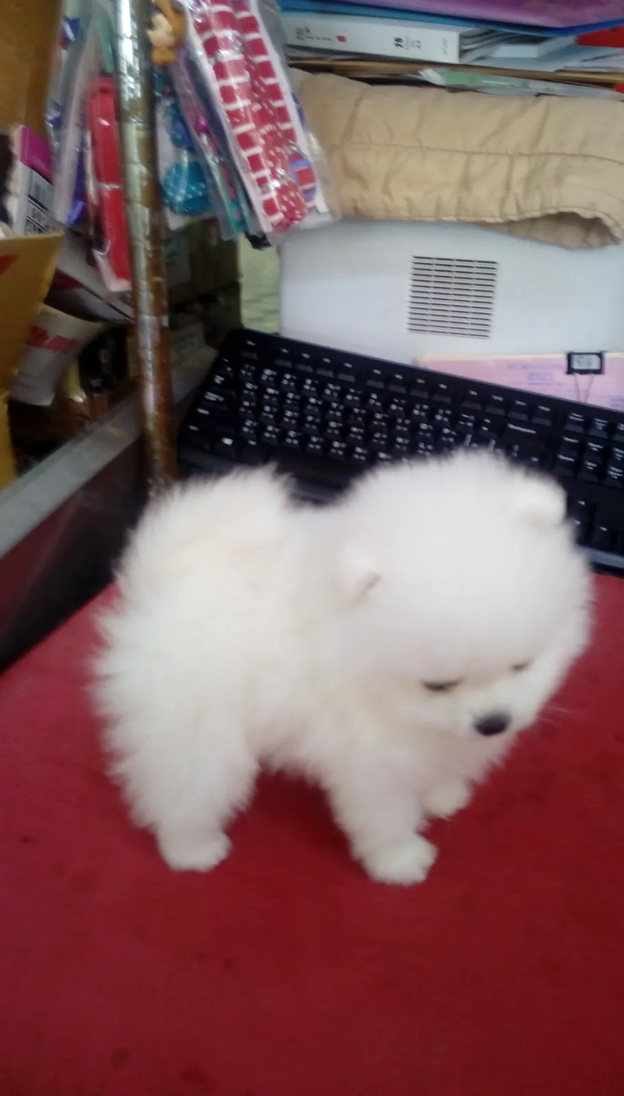 聯進專業育種犬舍