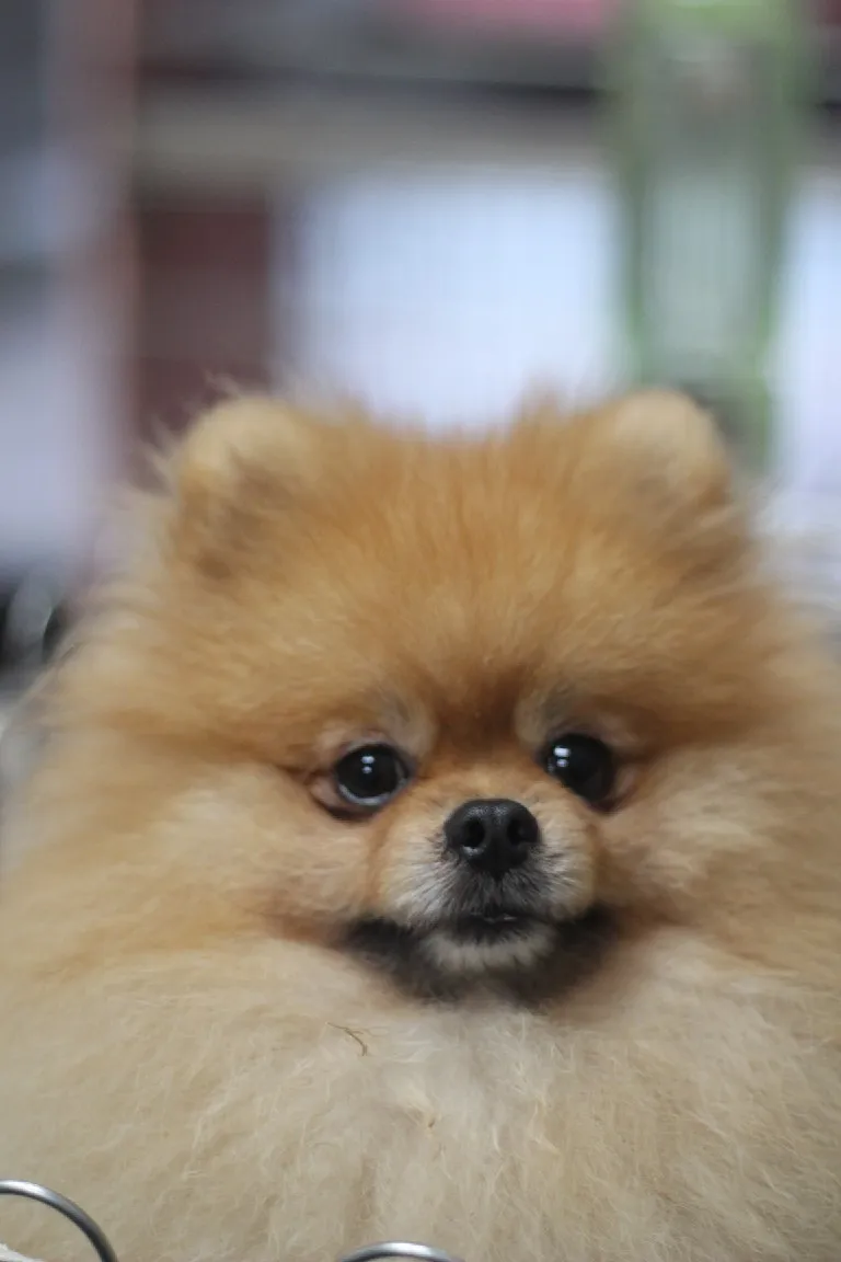 聯進專業育種犬舍