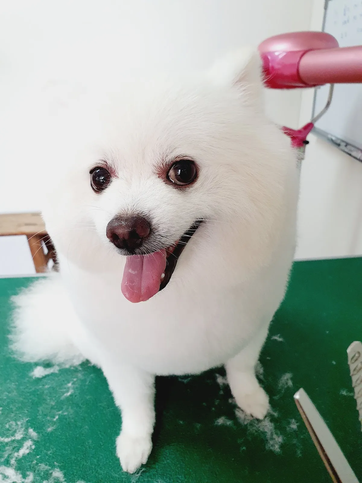 自然捲寵物澡堂