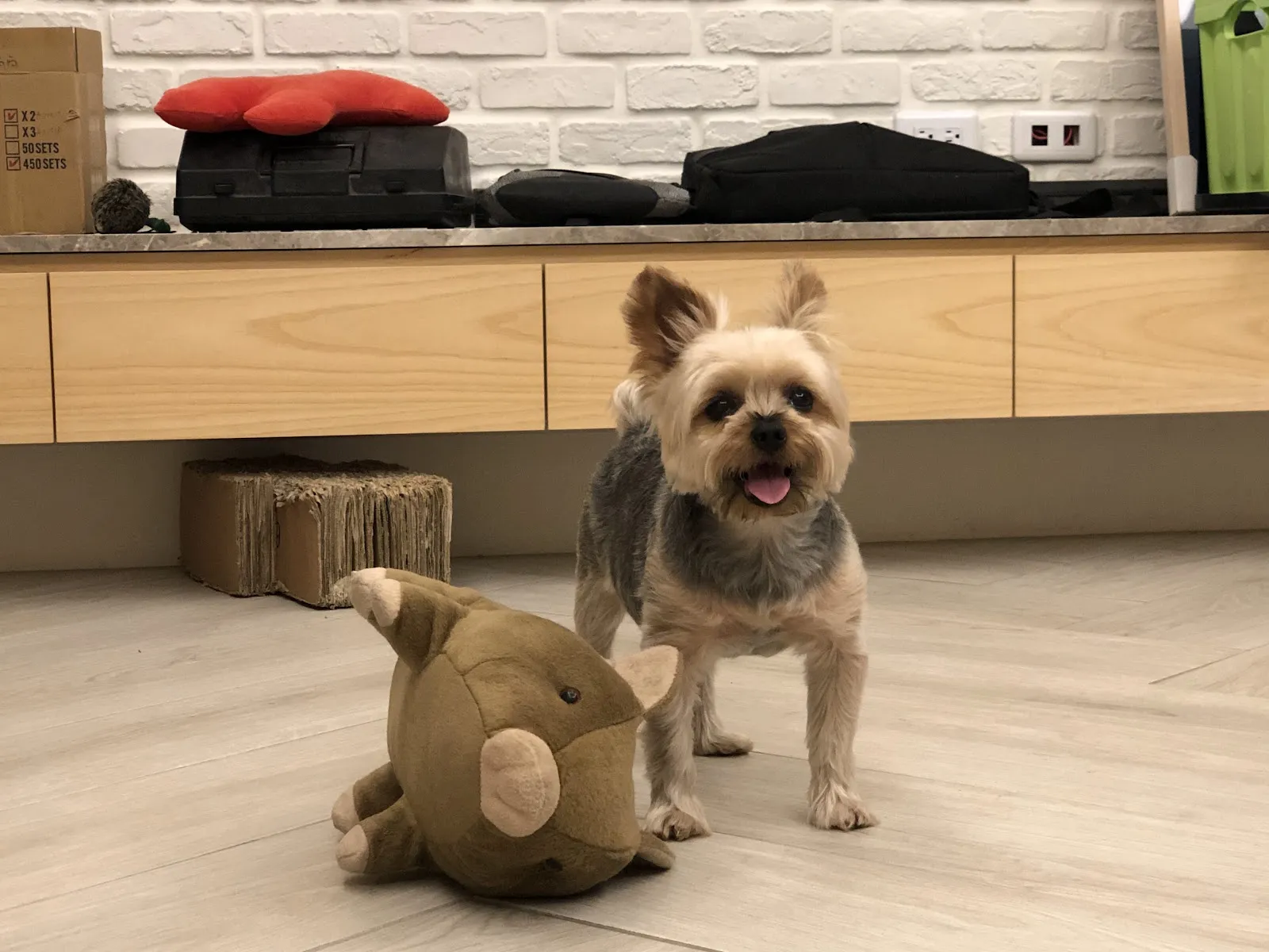 自然捲寵物澡堂