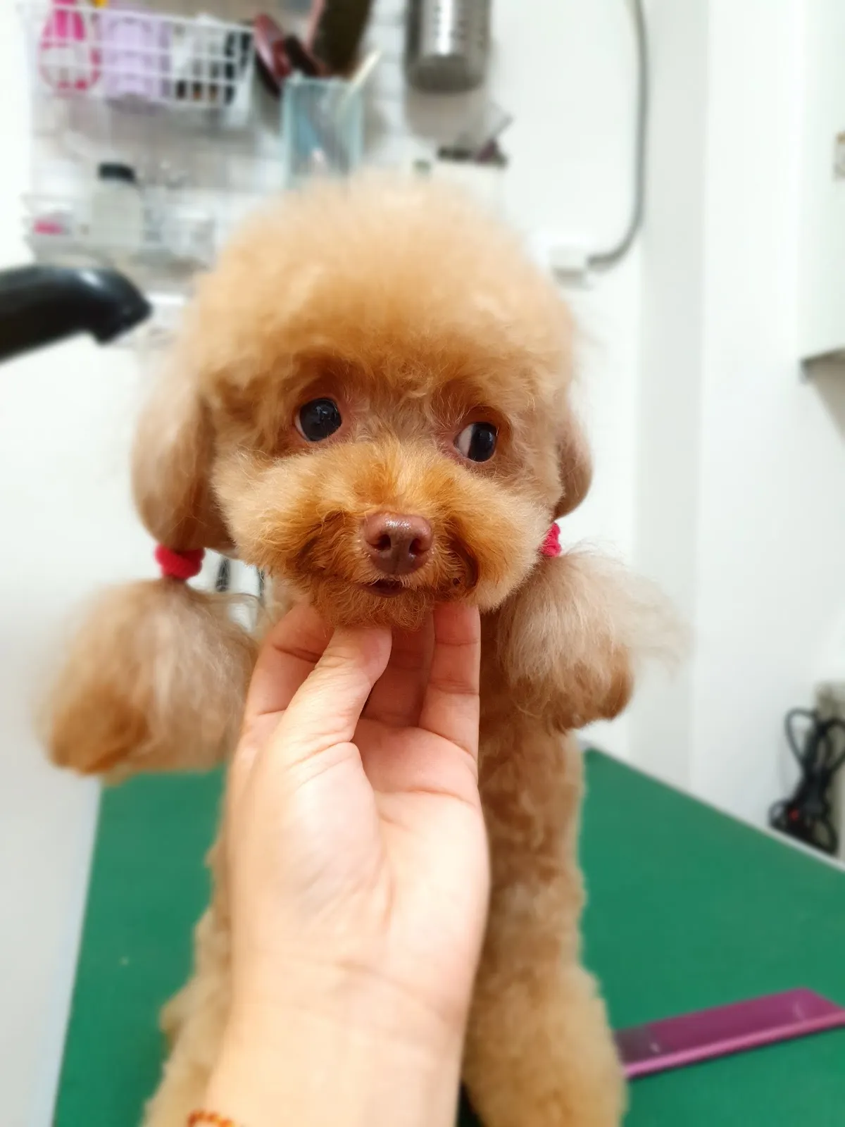 自然捲寵物澡堂