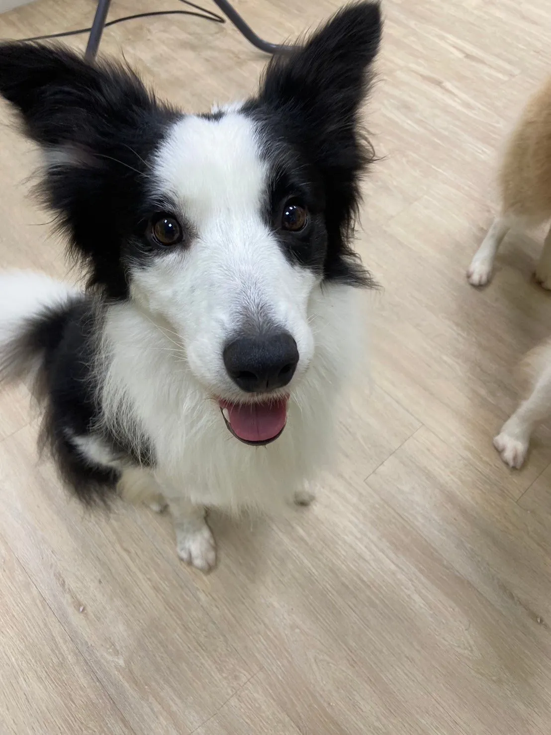 八八精緻寵物旅館