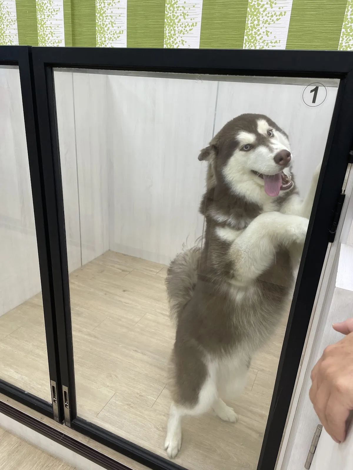 八八精緻寵物旅館