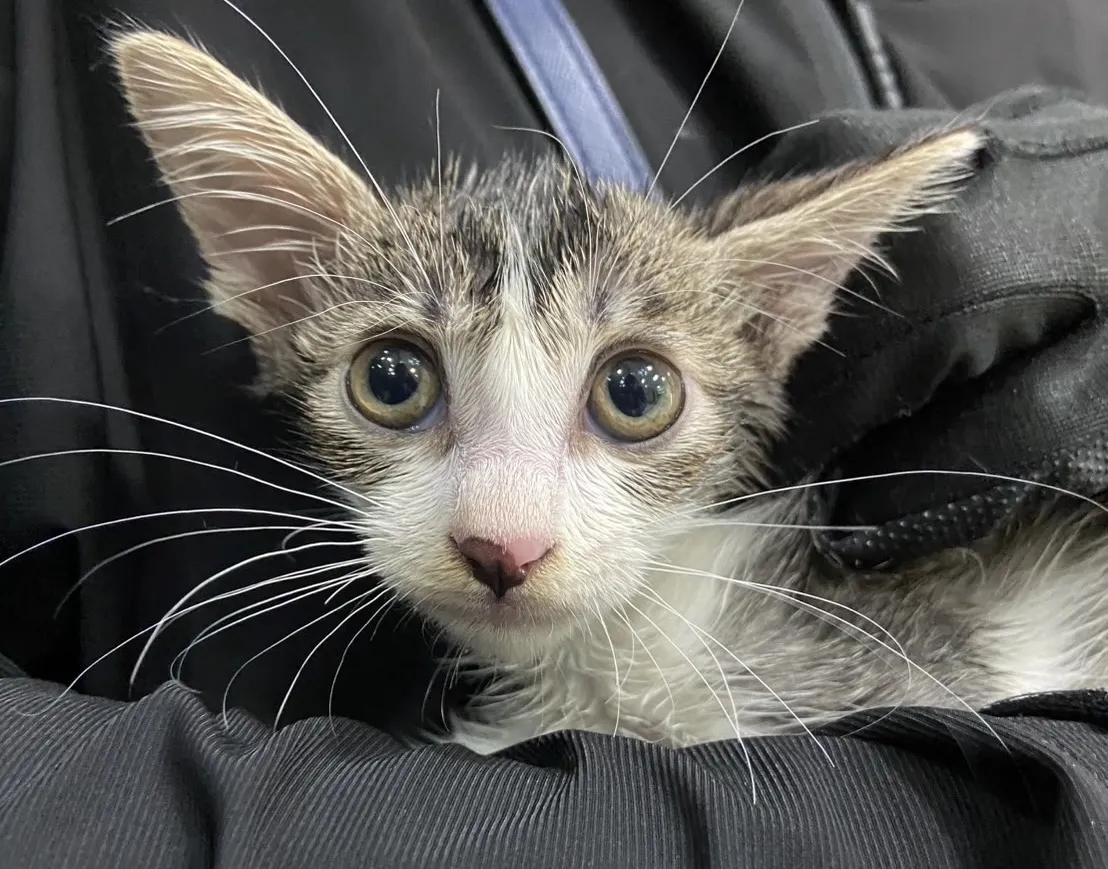 頭等艙寵物生活館