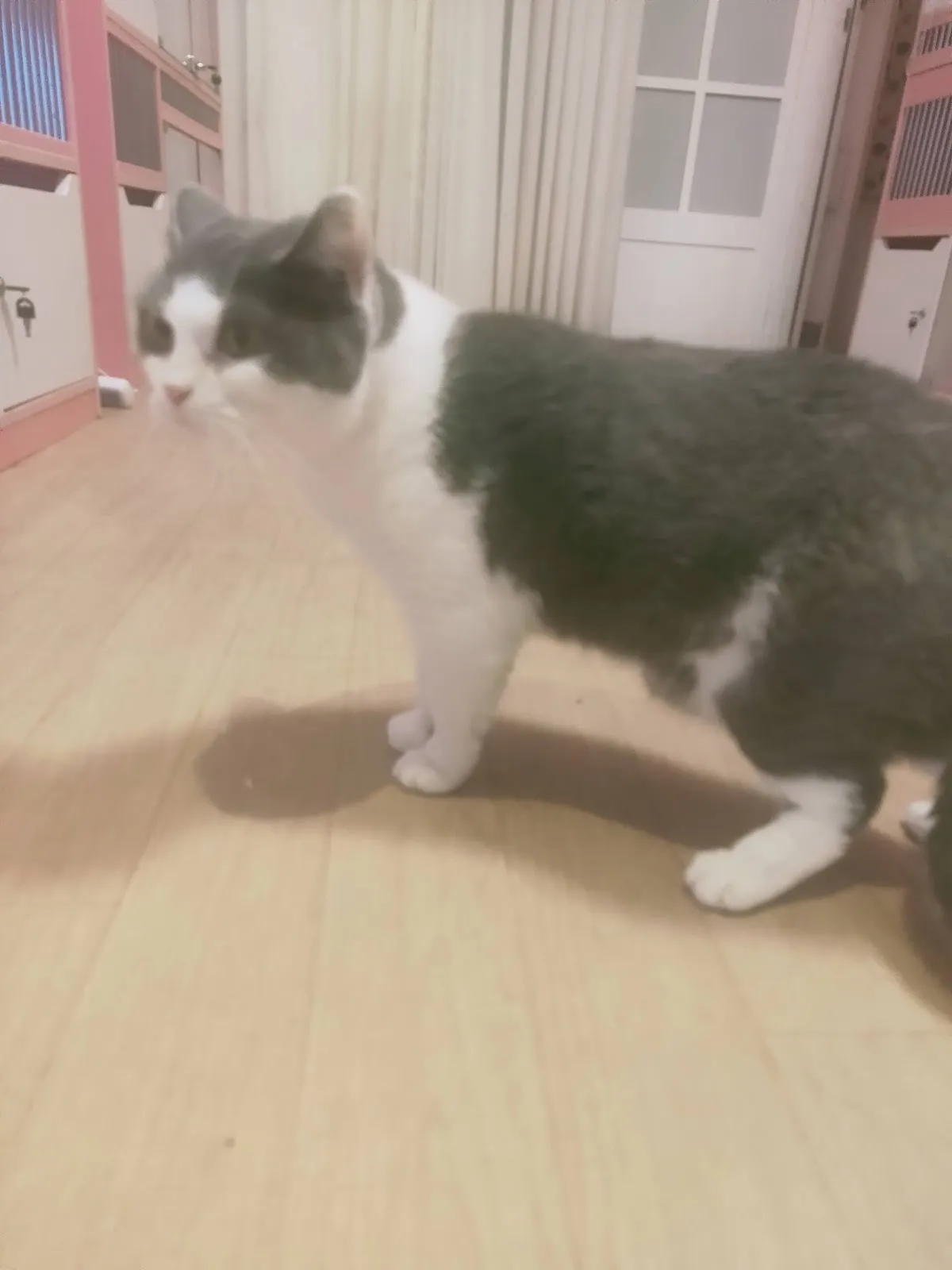 頭等艙寵物生活館