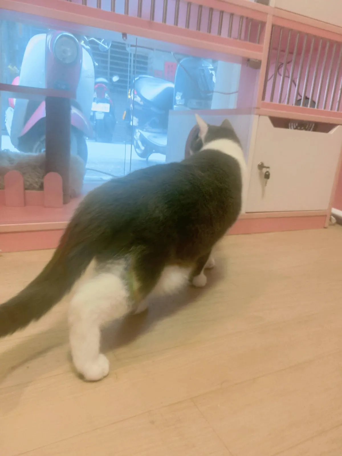 頭等艙寵物生活館