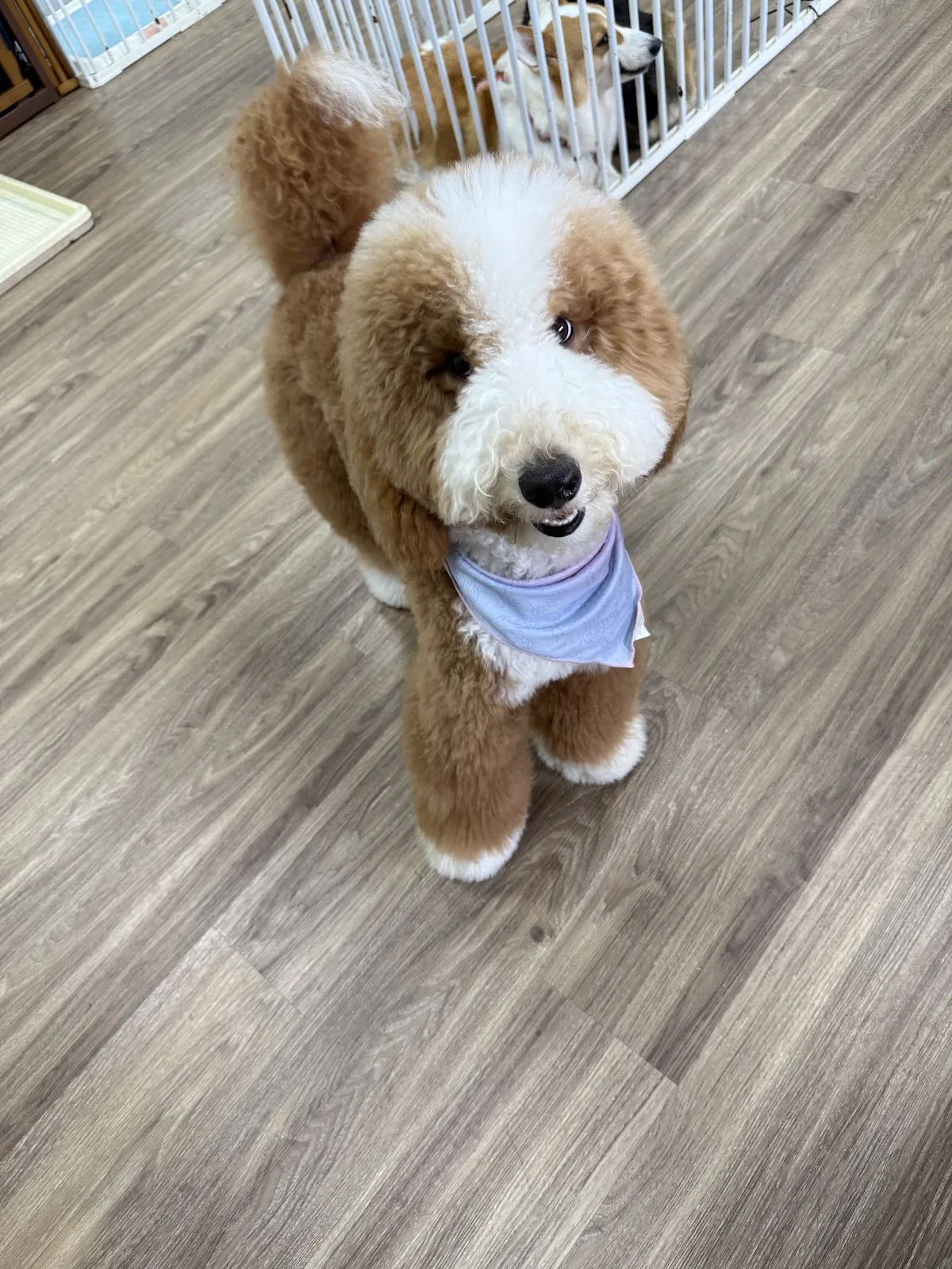 愛玩家犬貓寵物坊