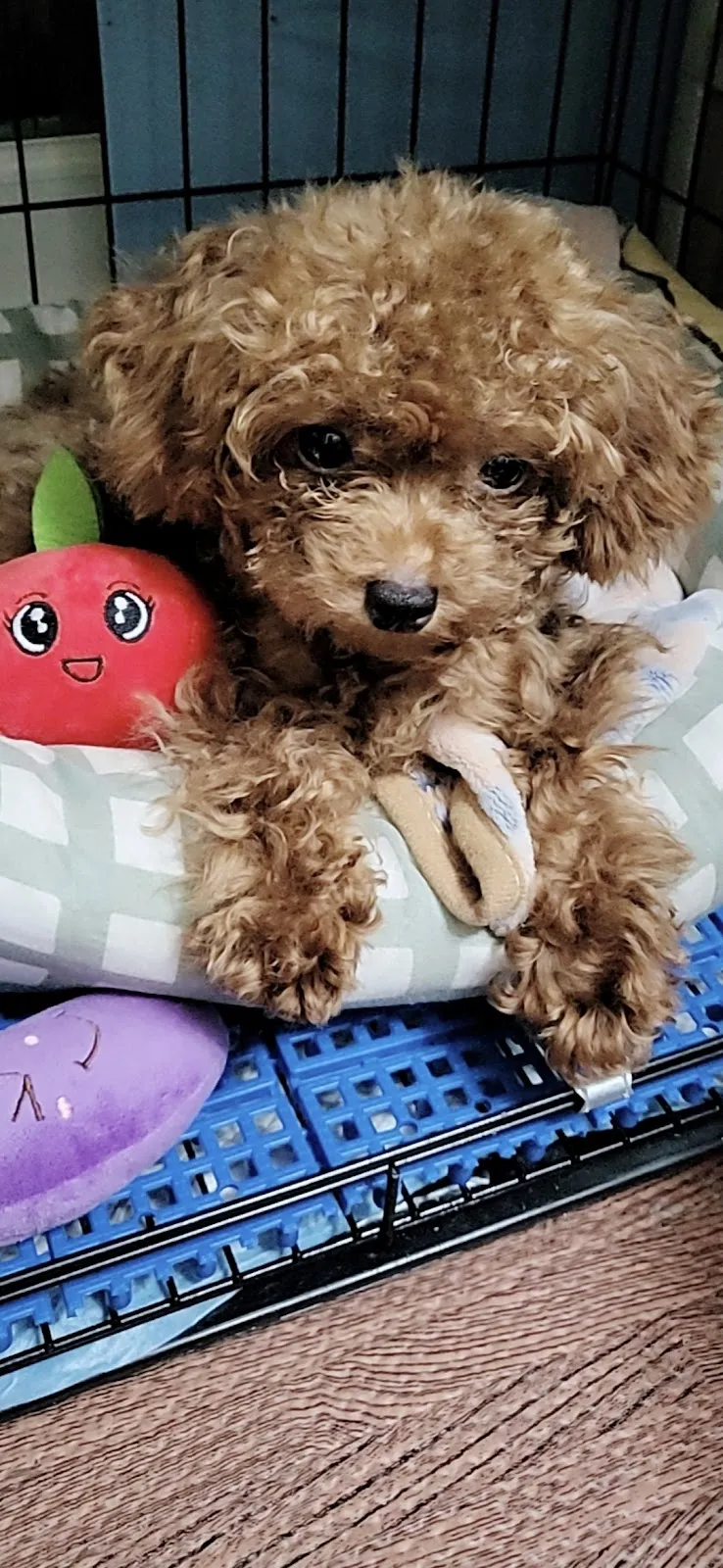 愛玩家犬貓寵物坊