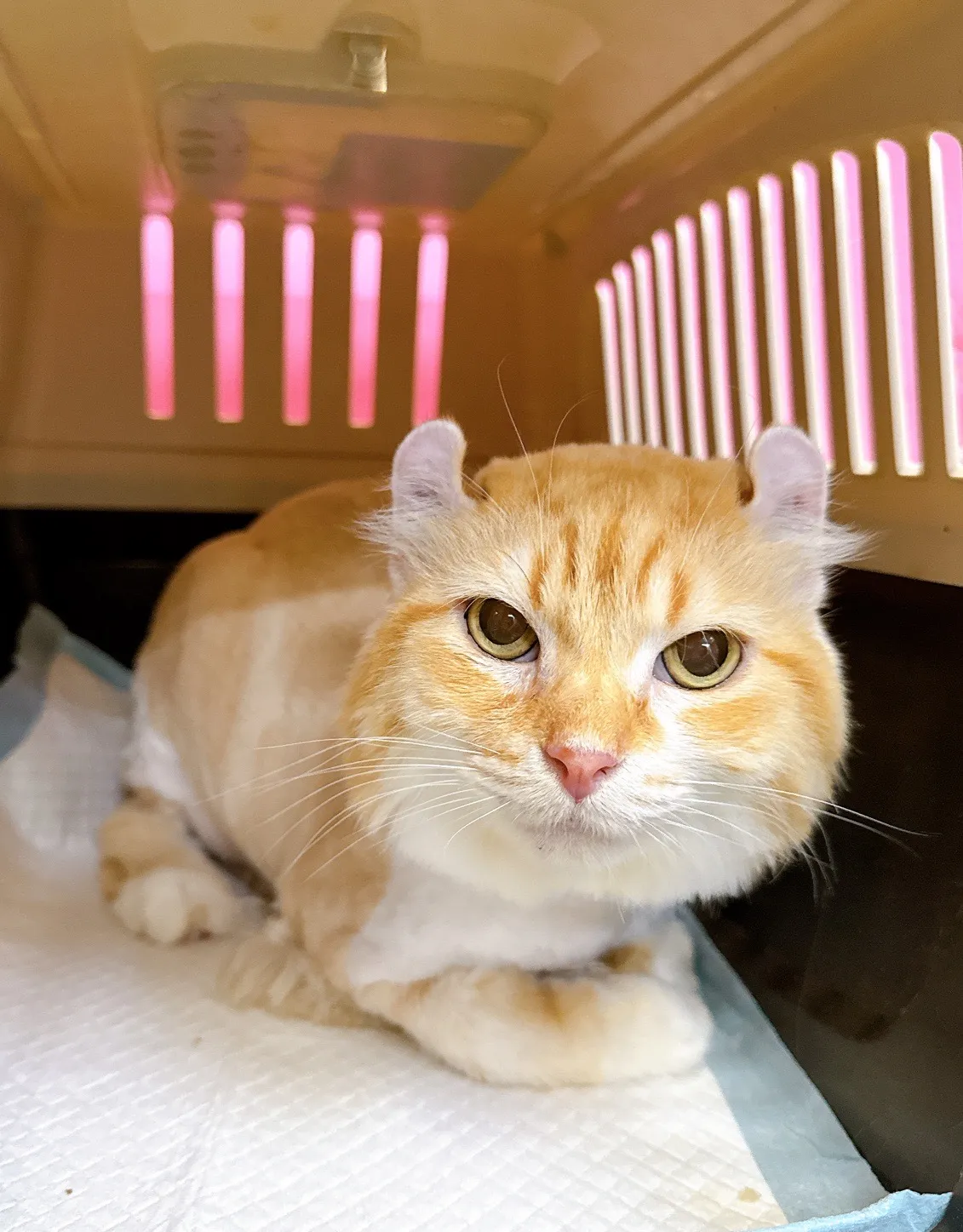 黛比愛犬專業剪藝