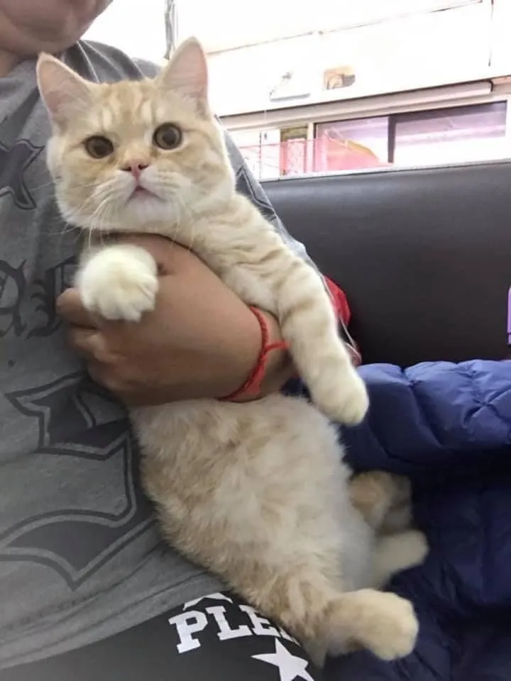臻鑫貓坊