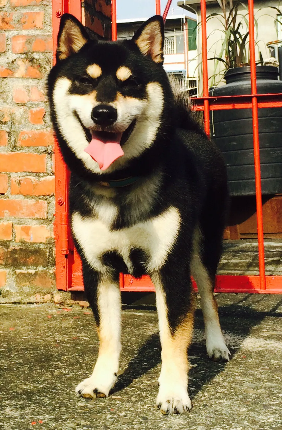 台灣高昇莊犬舍