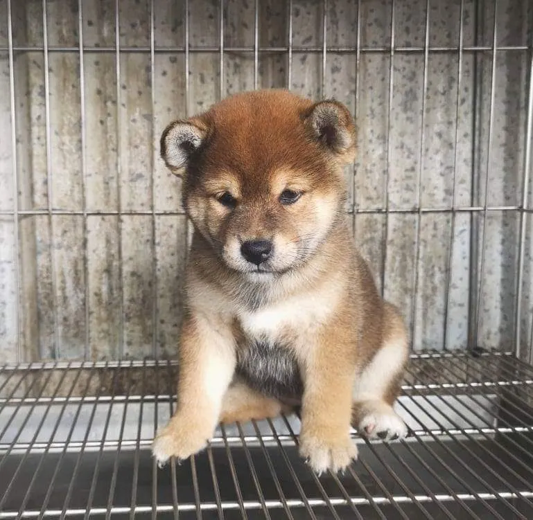 台灣高昇莊犬舍