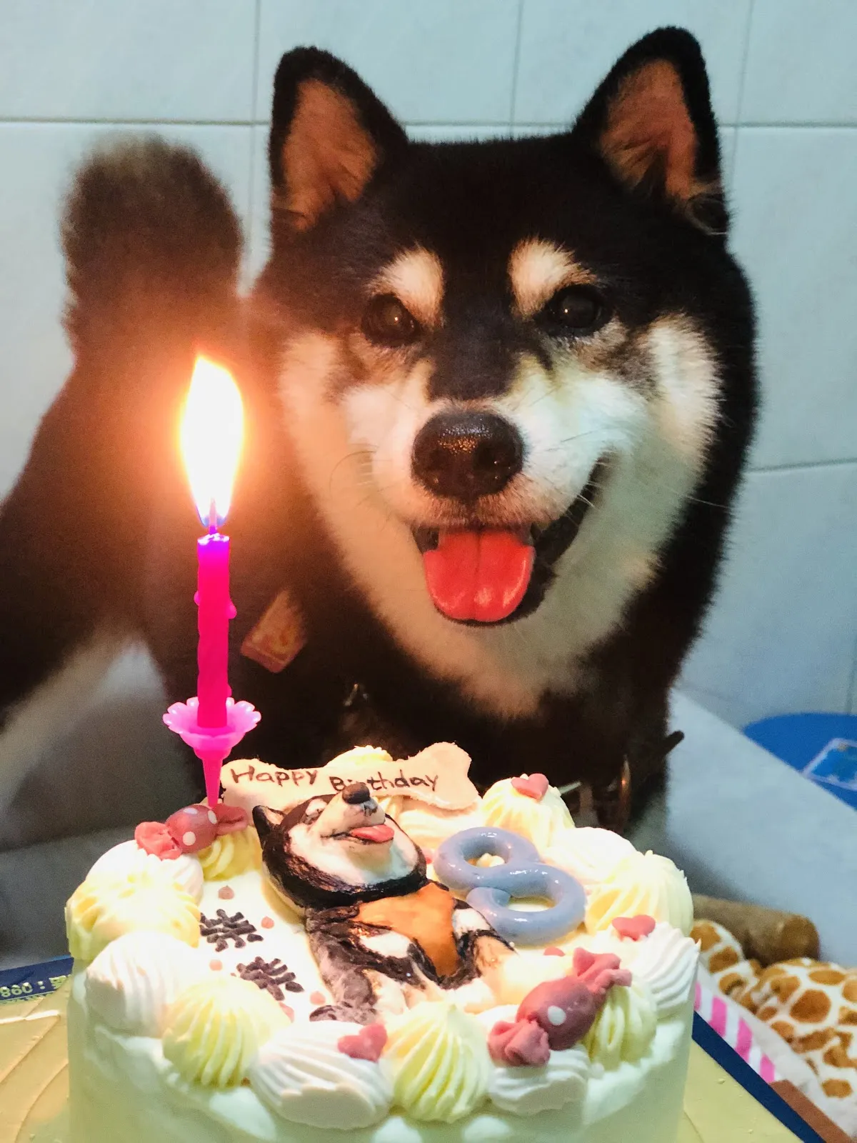 台灣高昇莊犬舍